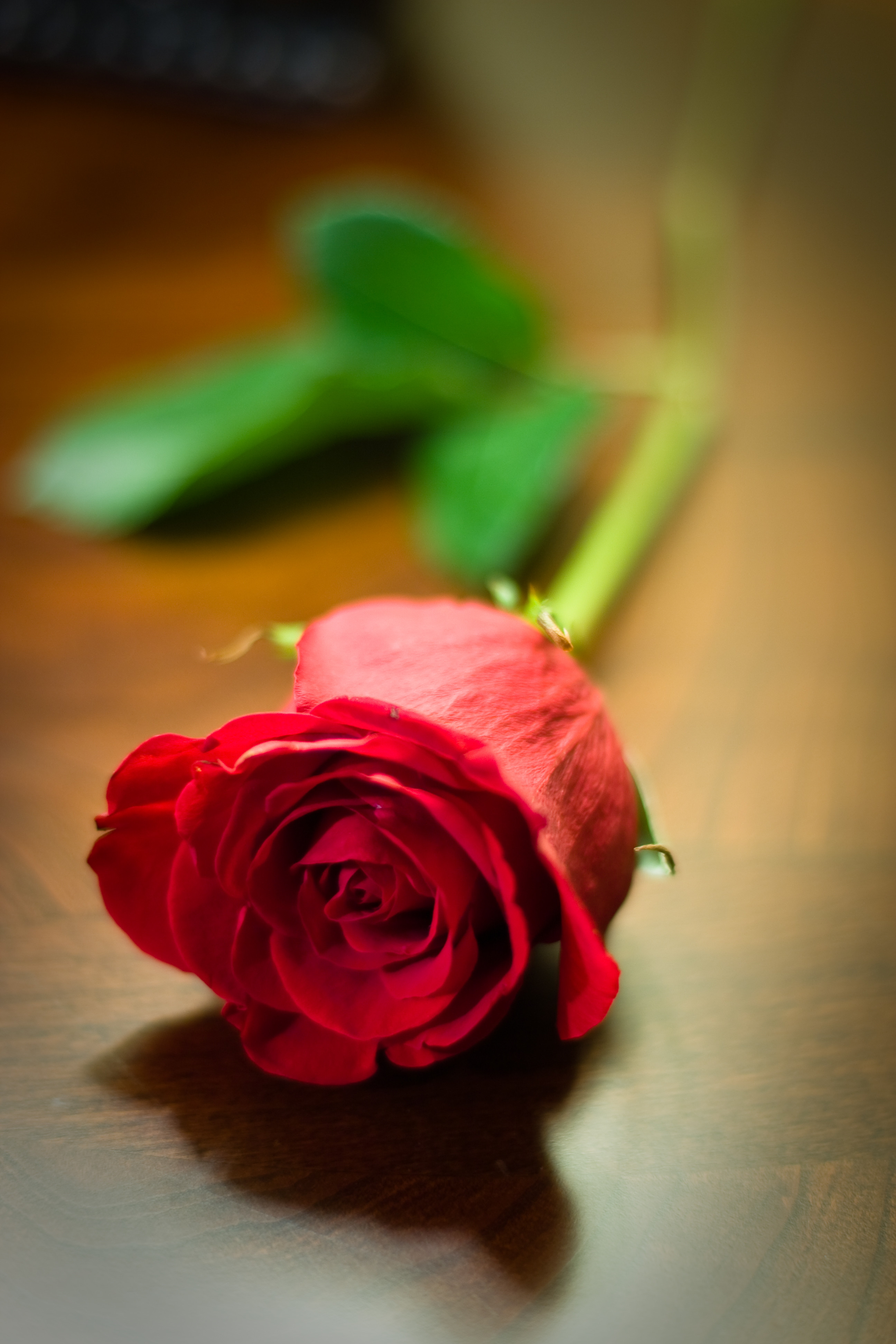 flowers, red, flower, rose flower, rose desktop HD wallpaper