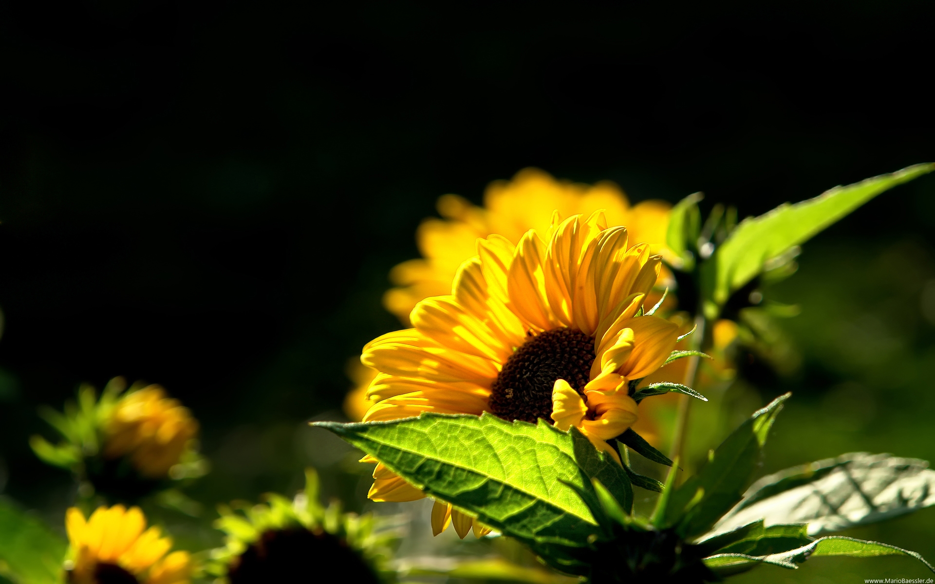 Téléchargez des papiers peints mobile Fleurs, Tournesol, Terre/nature gratuitement.