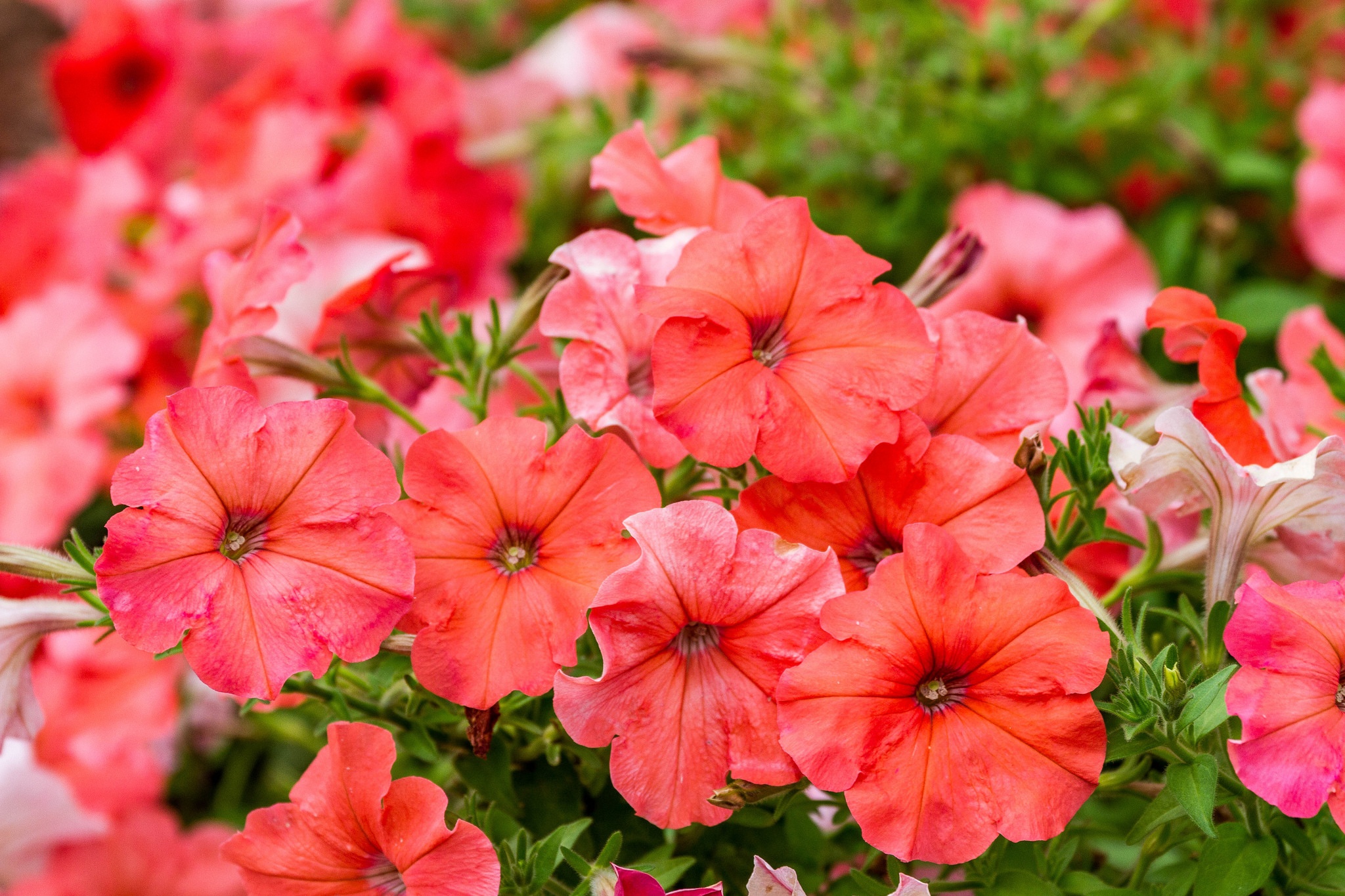 earth, petunia, flower, nature, red flower, flowers