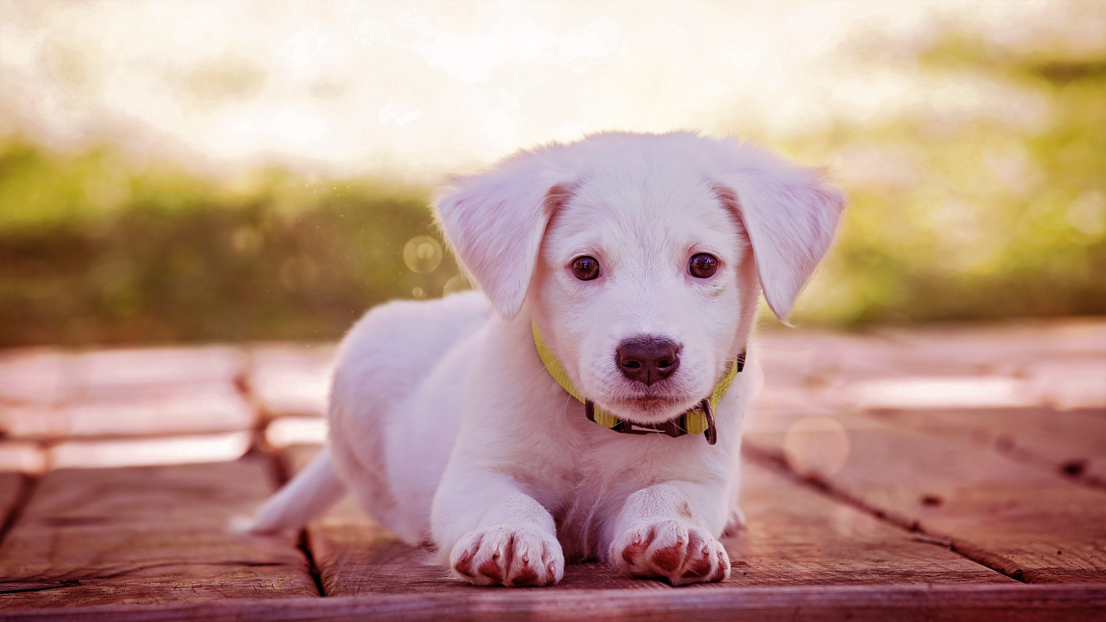 PCデスクトップに動物, 犬, 子犬, 可愛い画像を無料でダウンロード