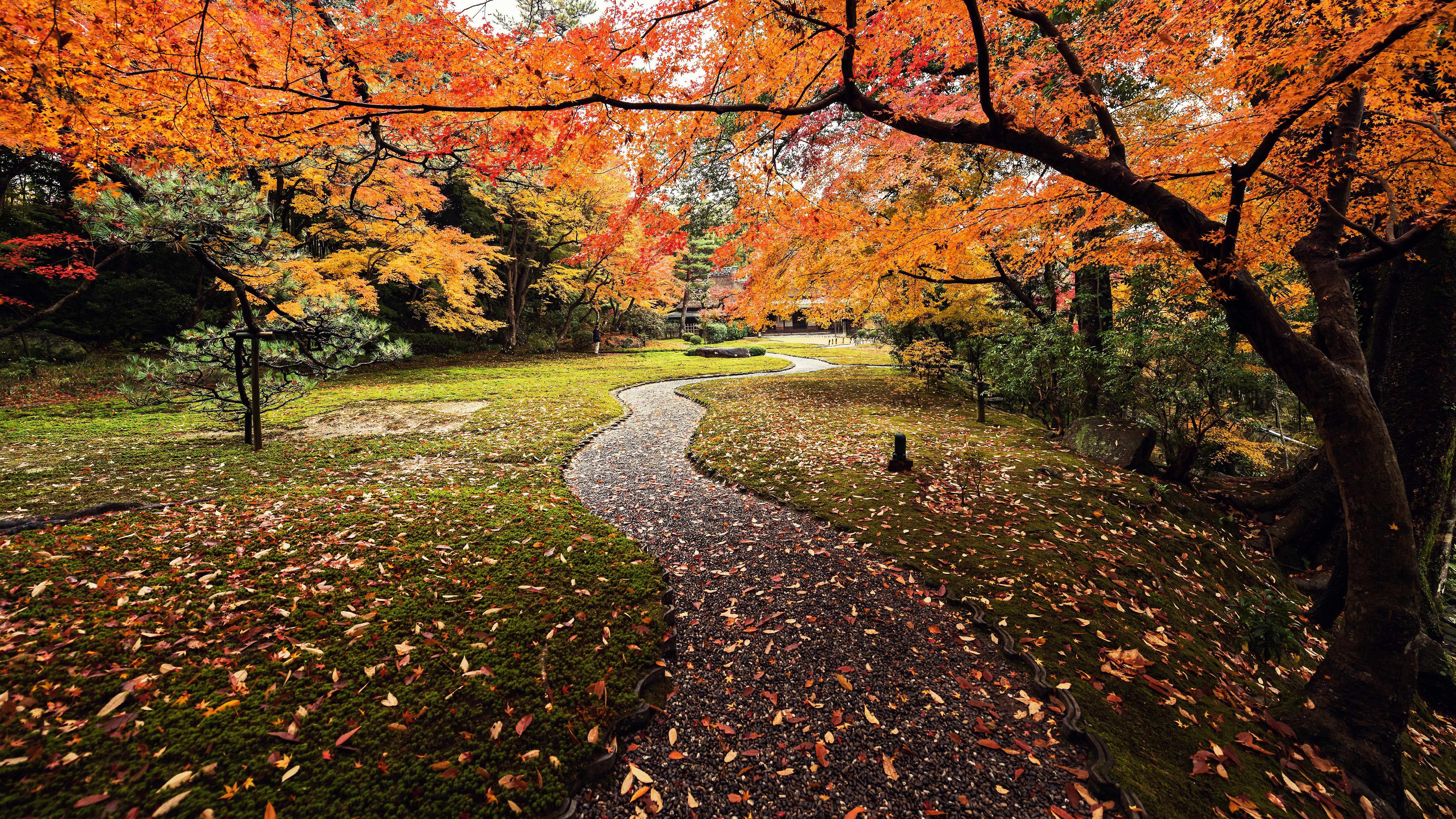 PCデスクトップに木, 秋, 道, 公園, 写真撮影画像を無料でダウンロード