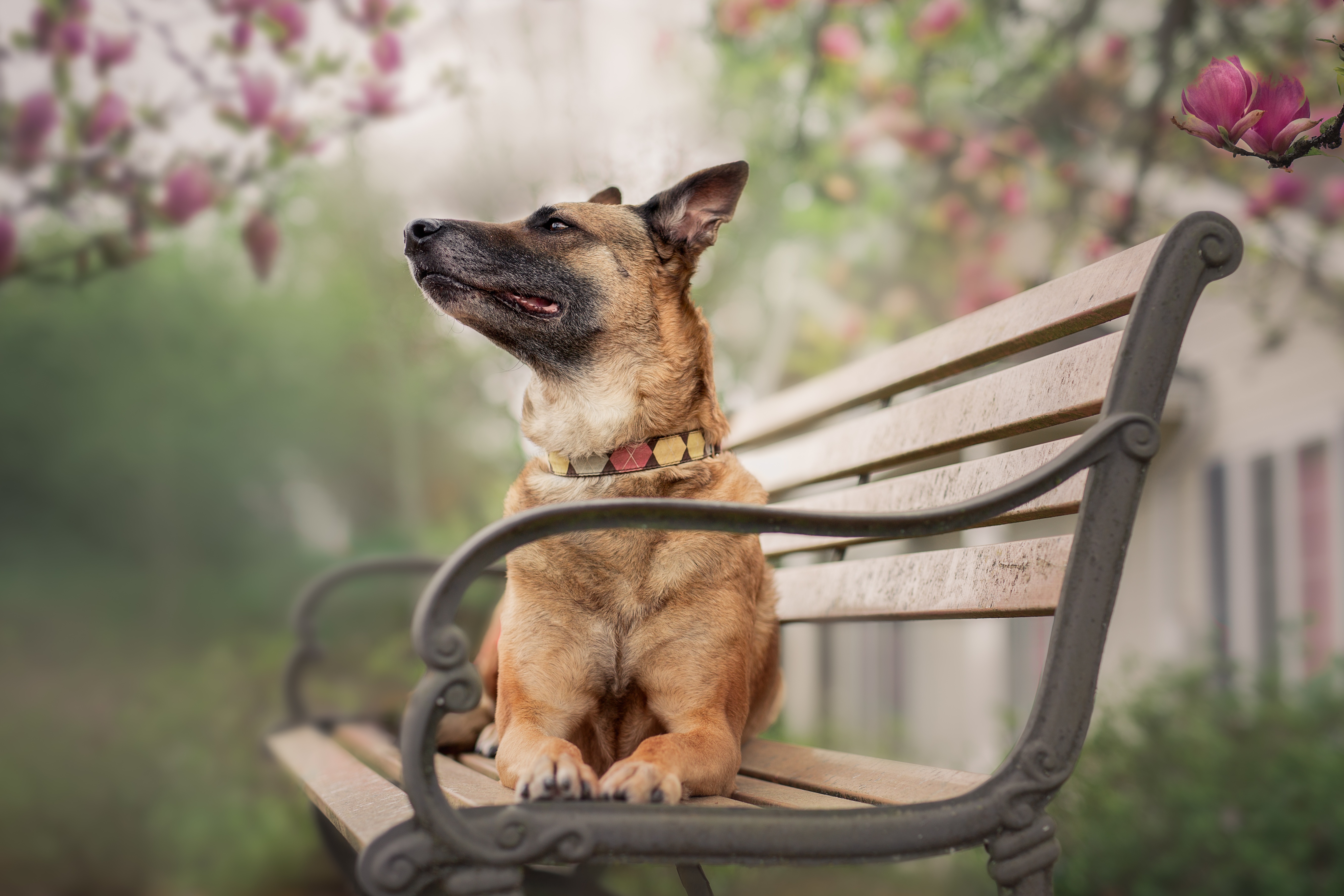 Download mobile wallpaper Dogs, Dog, Animal, Bench, Depth Of Field, Belgian Malinois for free.