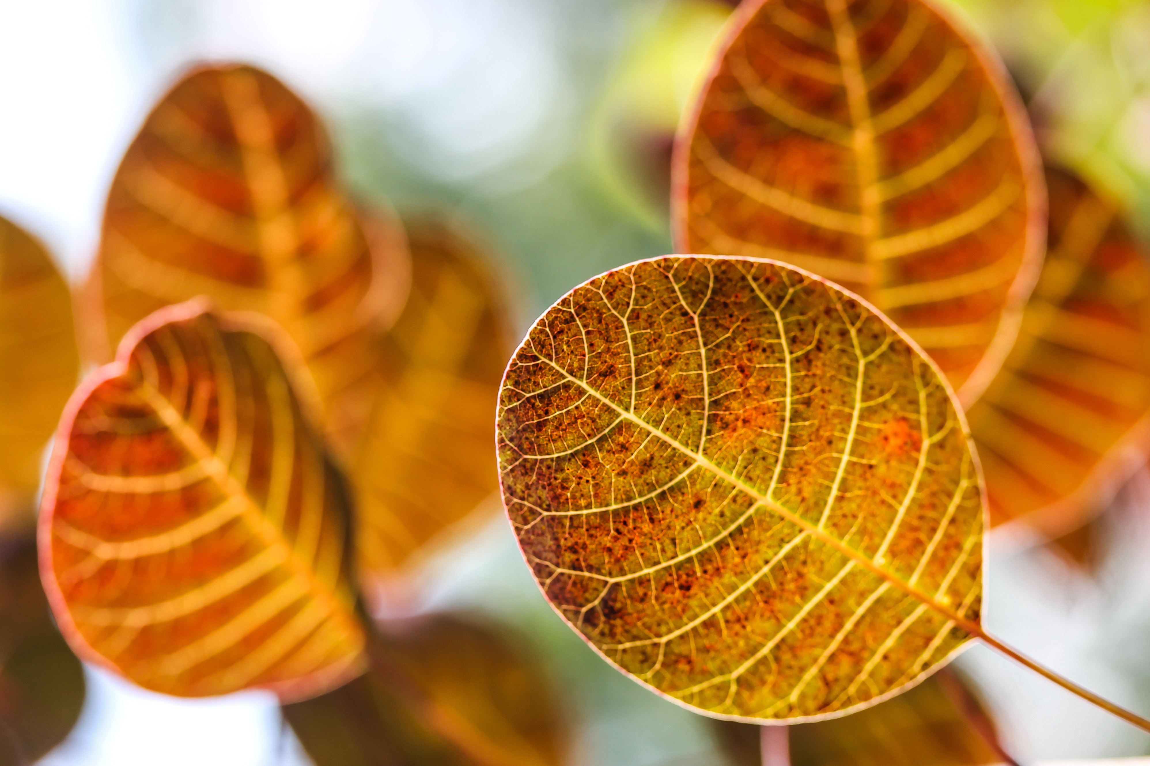 Download mobile wallpaper Macro, Leaves, Smooth, Autumn, Blur for free.