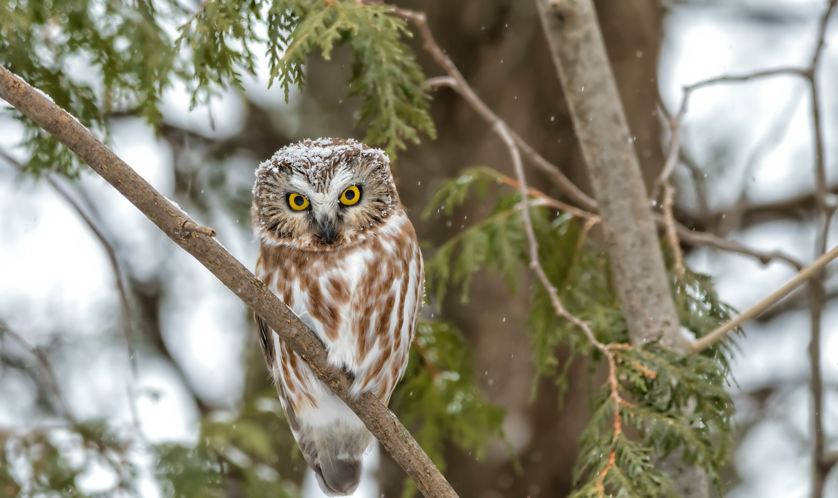 Free download wallpaper Birds, Owl, Bird, Animal on your PC desktop