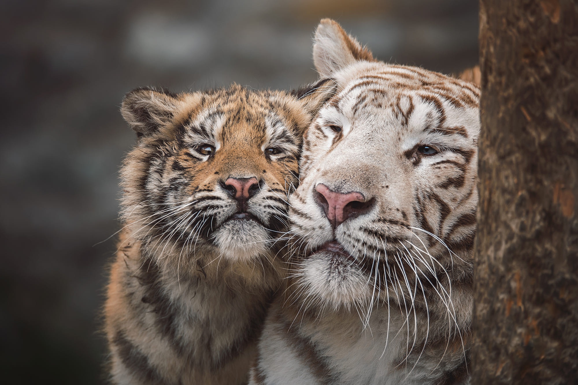 Baixar papel de parede para celular de Animais, Gatos, Tigre gratuito.