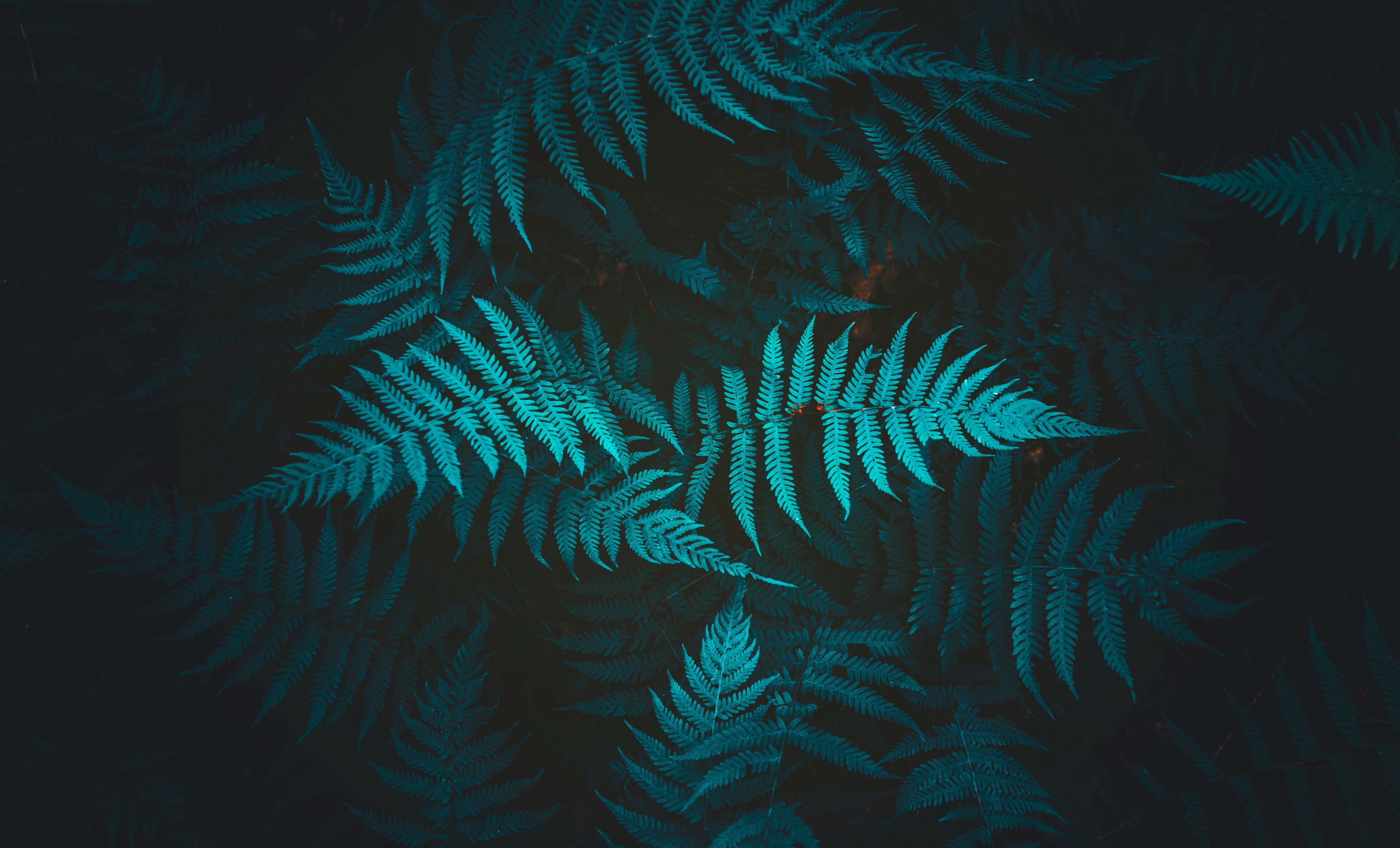 Free download wallpaper Nature, Foliage, Plant, Fern on your PC desktop