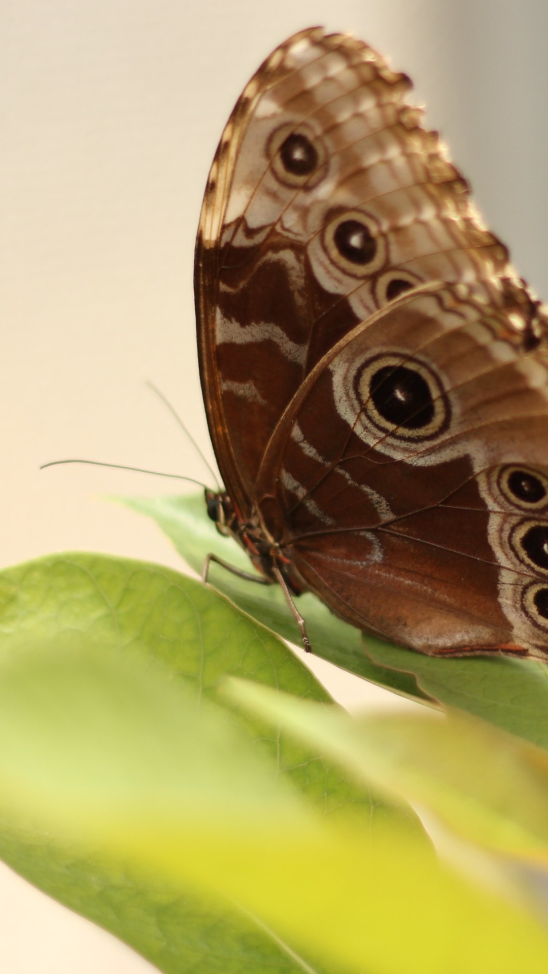 Téléchargez des papiers peints mobile Animaux, Papillon gratuitement.