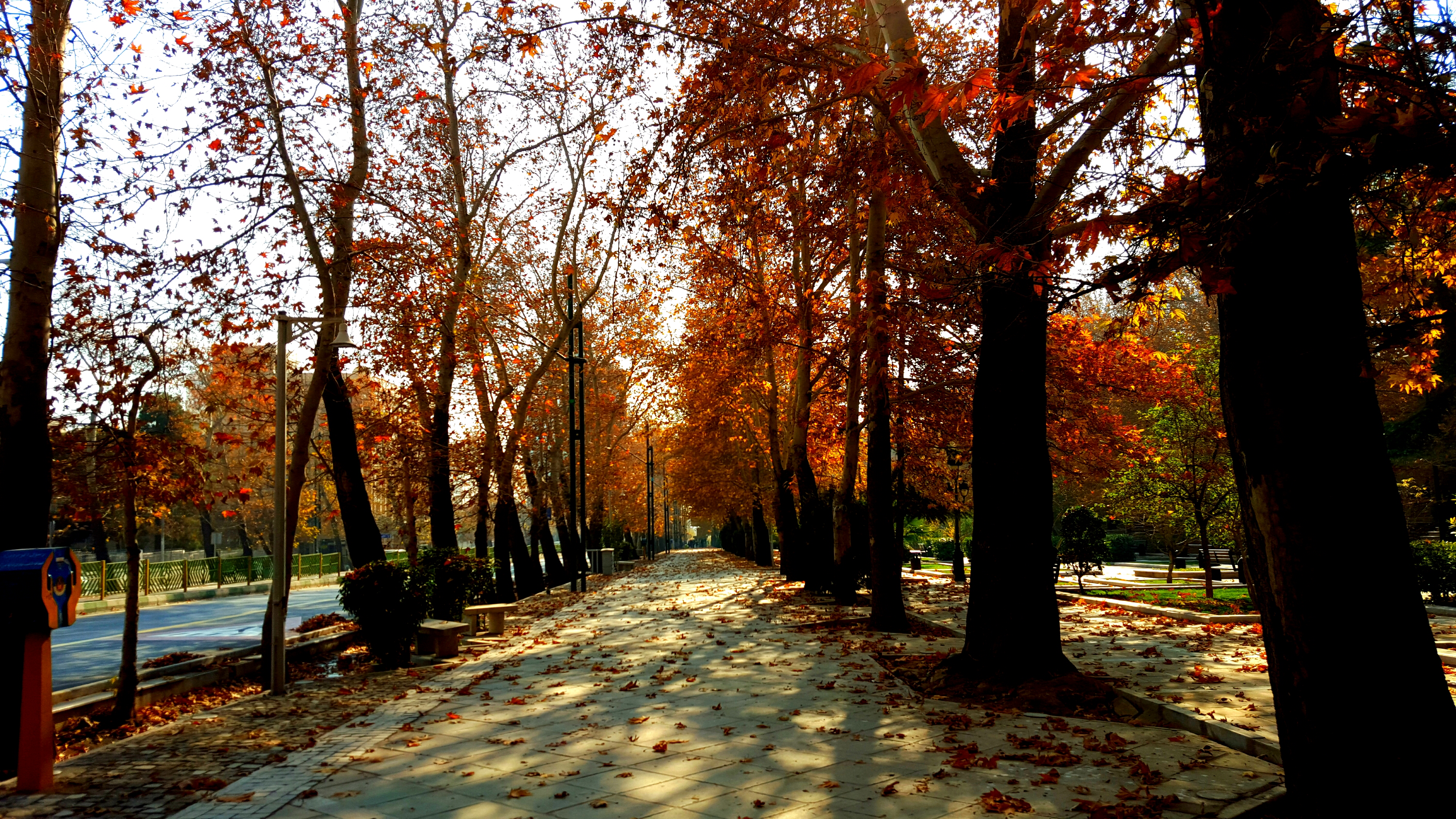 無料モバイル壁紙自然, 木, 秋, 道, 公園, 写真撮影をダウンロードします。