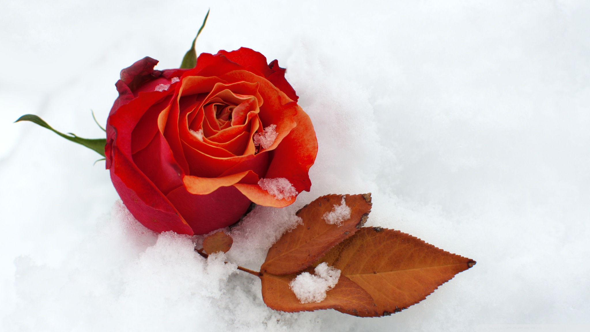 Скачать картинку Зима, Снег, Роза, Листва, Красная Роза, Земля/природа, Флауэрсы в телефон бесплатно.