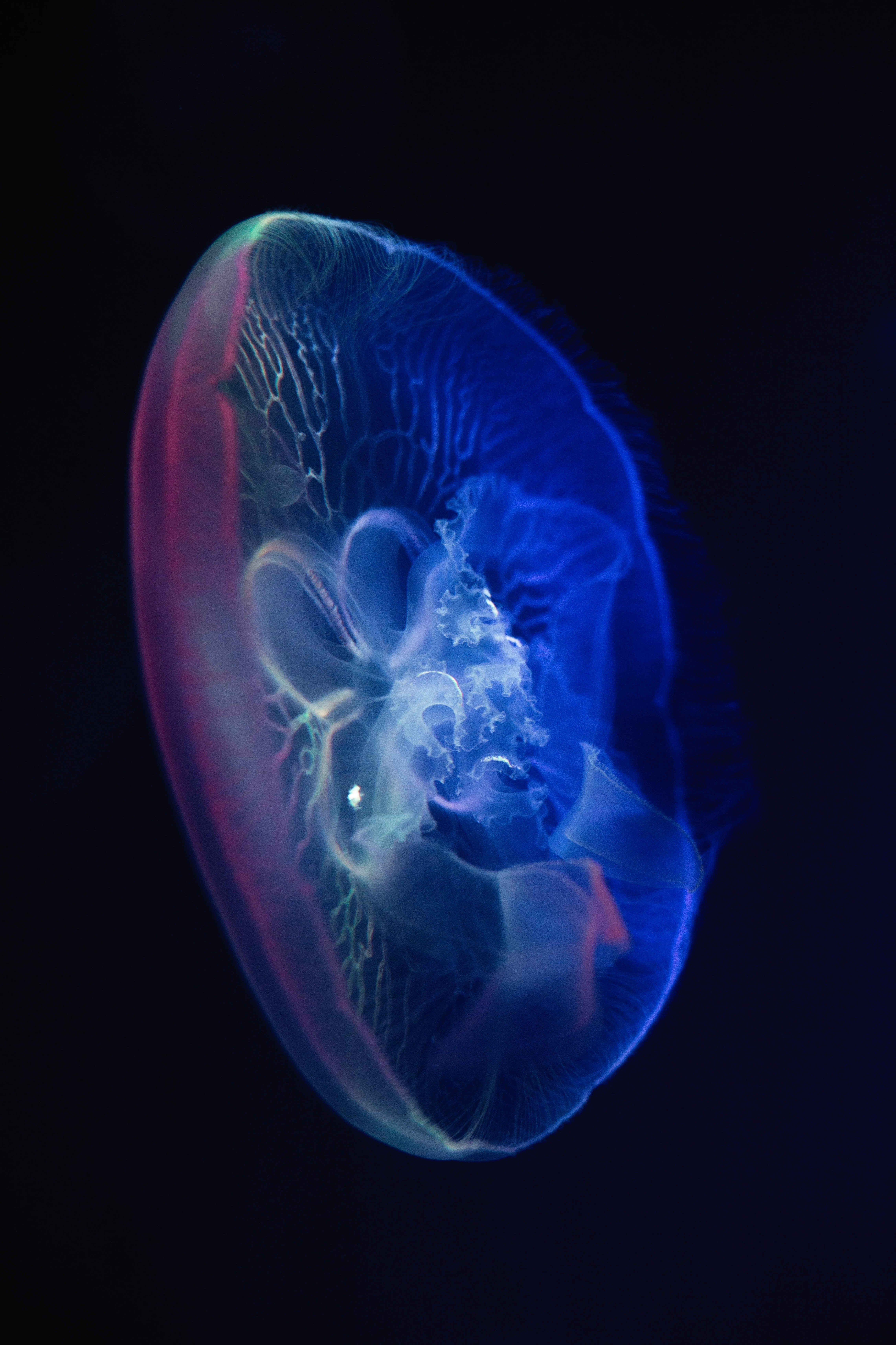 Free download wallpaper Water, Transparent, Glow, Jellyfish, Dark, Underwater World on your PC desktop