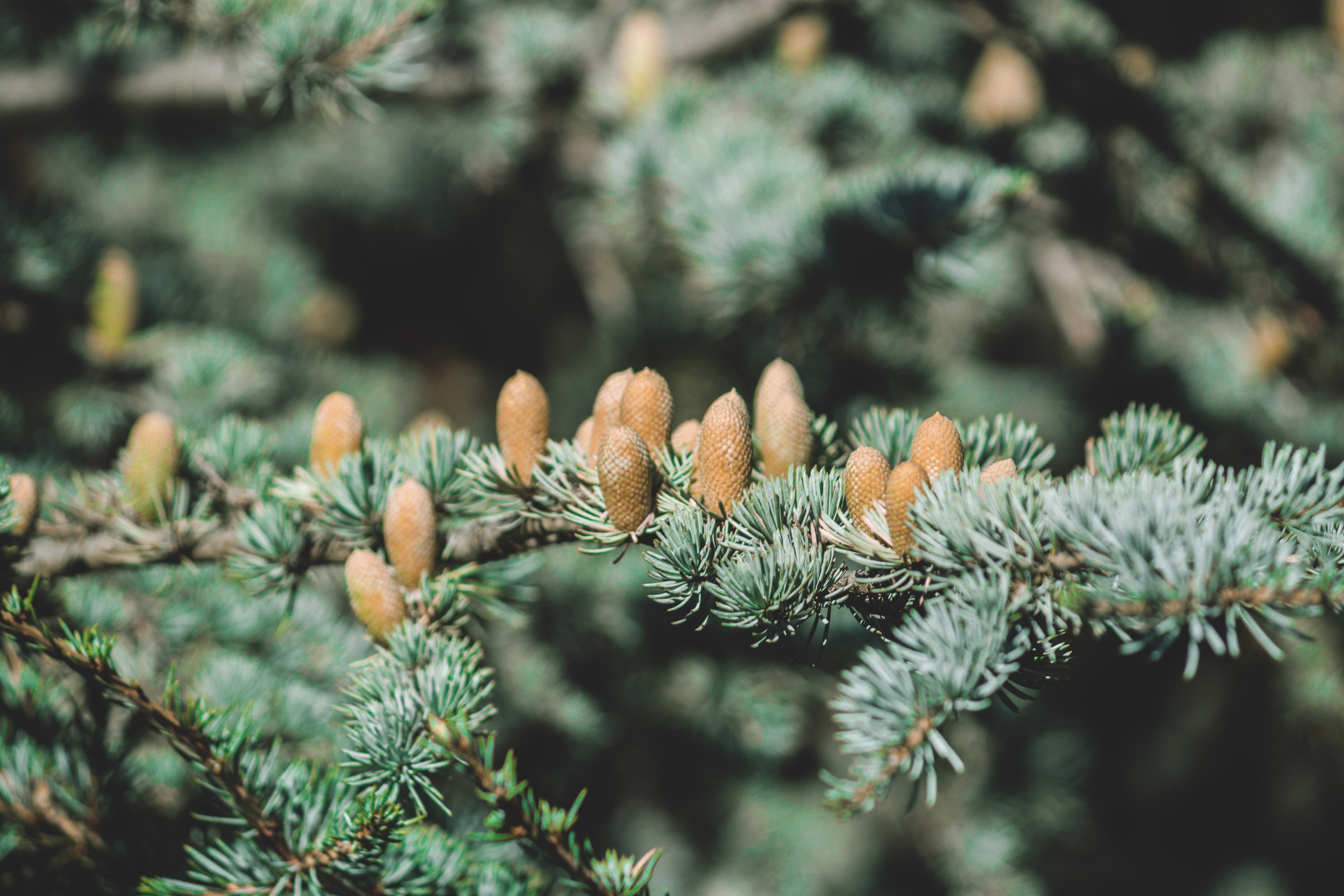 nature, cones, spruce, fir, thorns, prickles