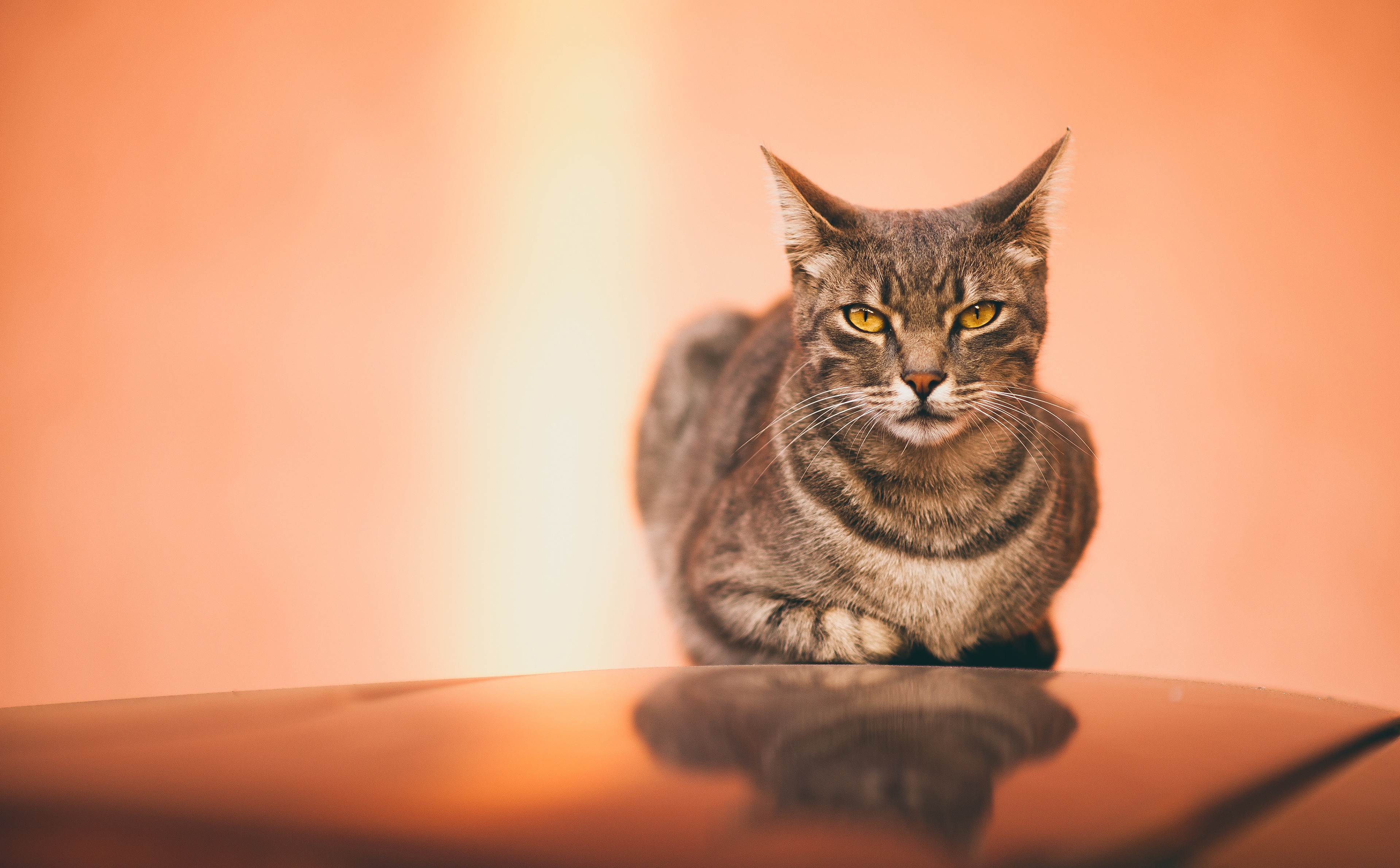 Baixe gratuitamente a imagem Animais, Gatos, Gato, Reflecção na área de trabalho do seu PC