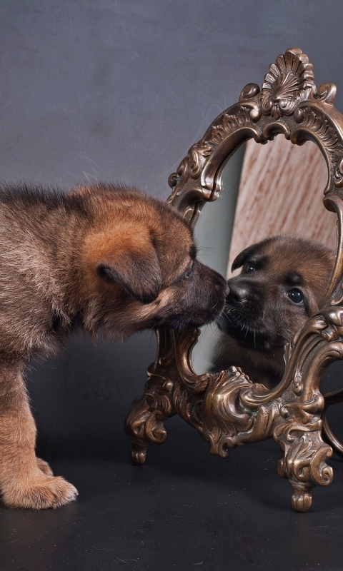 Download mobile wallpaper Dogs, Animal, Puppy, German Shepherd, Mirror for free.