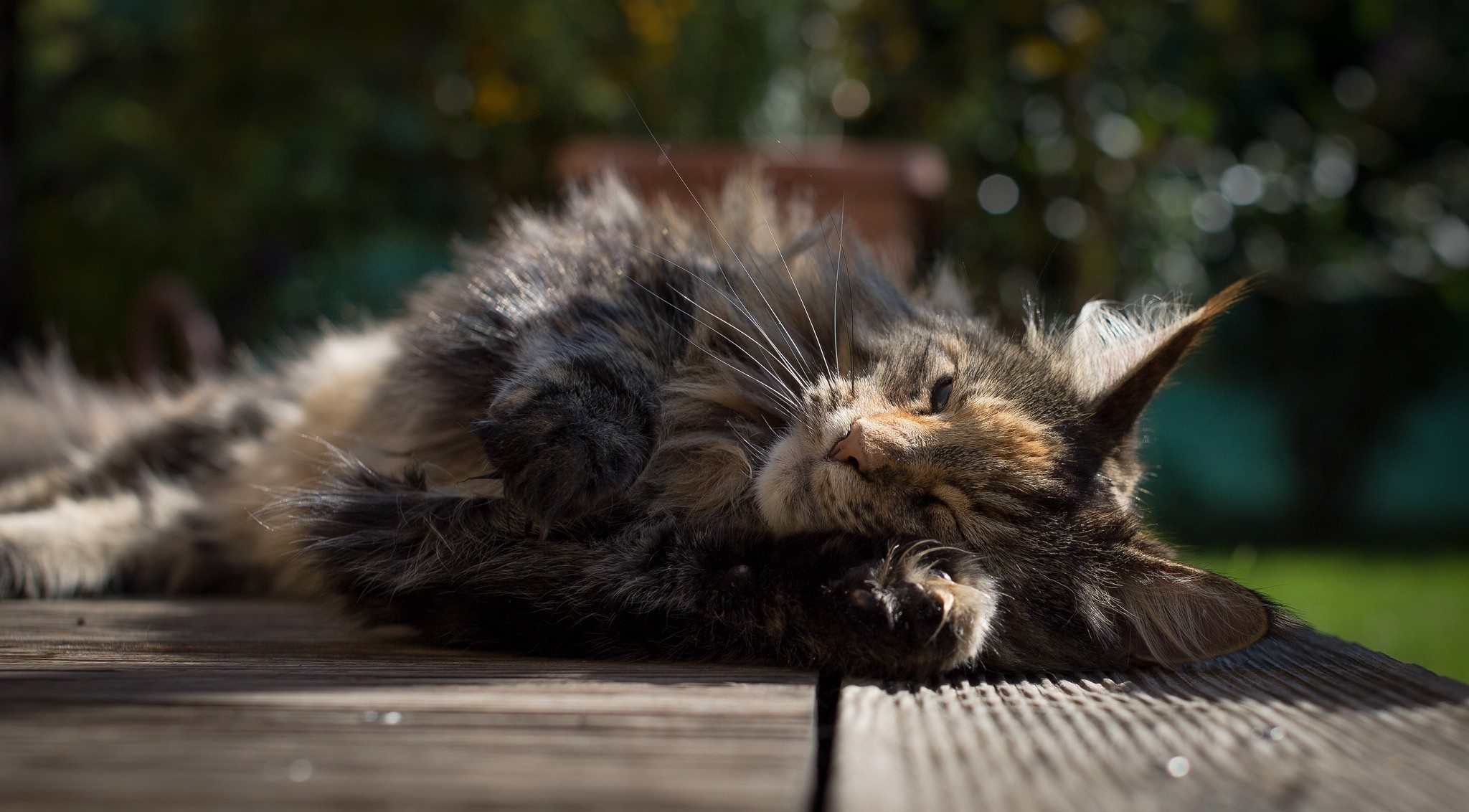 345454 descargar imagen animales, gato, descansando, gatos: fondos de pantalla y protectores de pantalla gratis