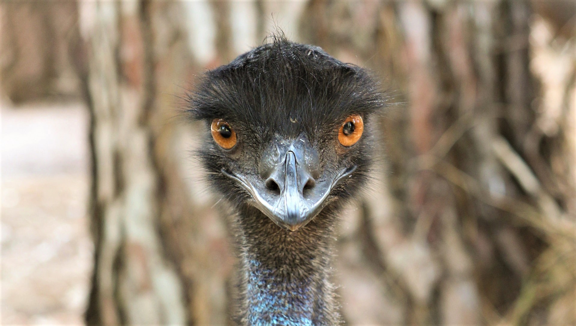 424432 Bild herunterladen vögel, tiere, emu, gesicht - Hintergrundbilder und Bildschirmschoner kostenlos