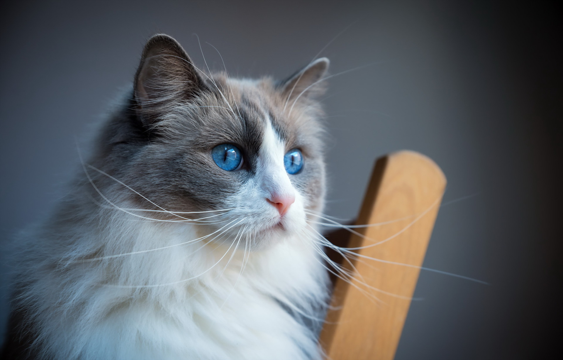 Download mobile wallpaper Cats, Cat, Animal, Blue Eyes for free.