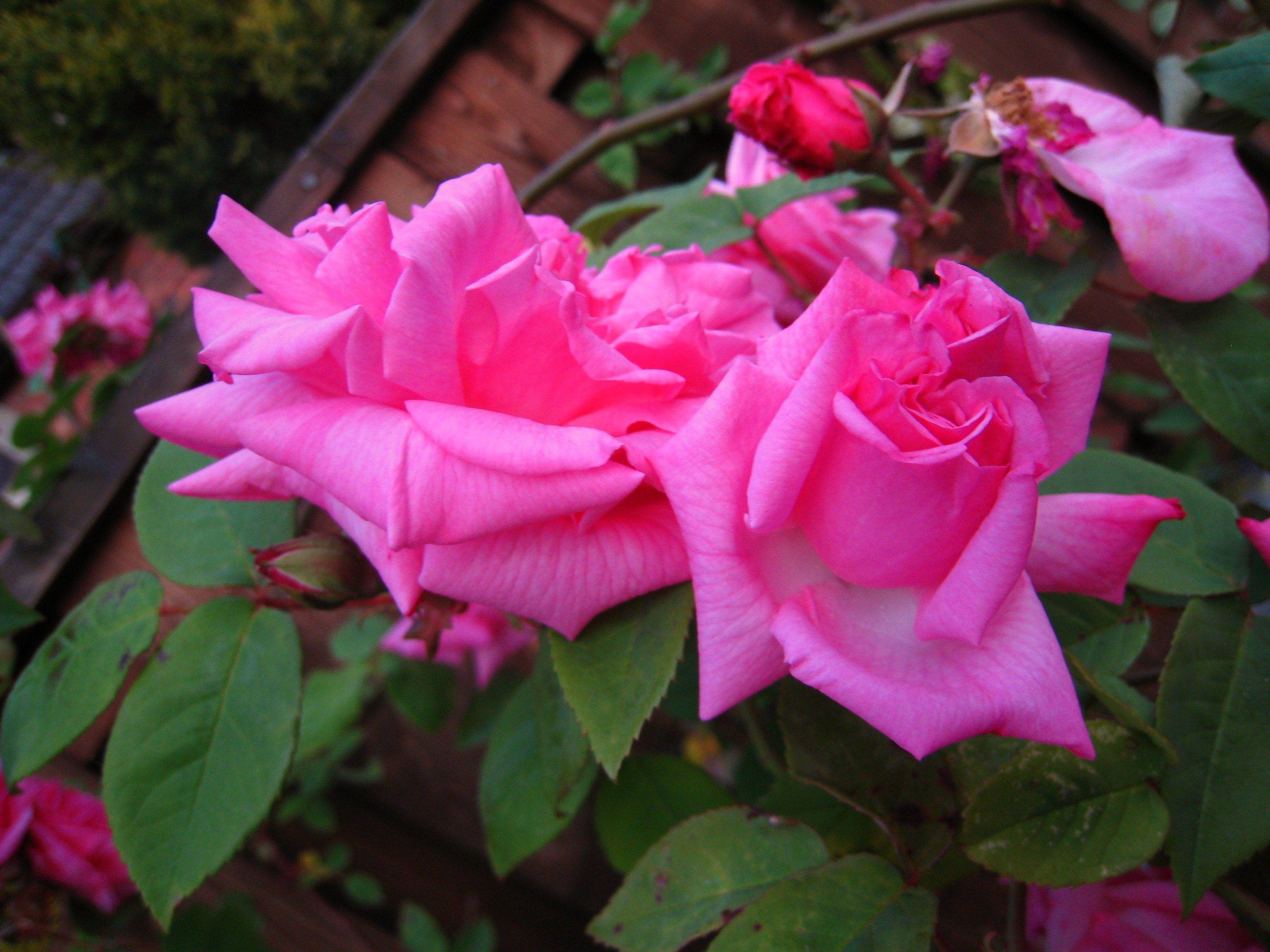 Téléchargez gratuitement l'image Fleurs, Rose, Terre/nature sur le bureau de votre PC