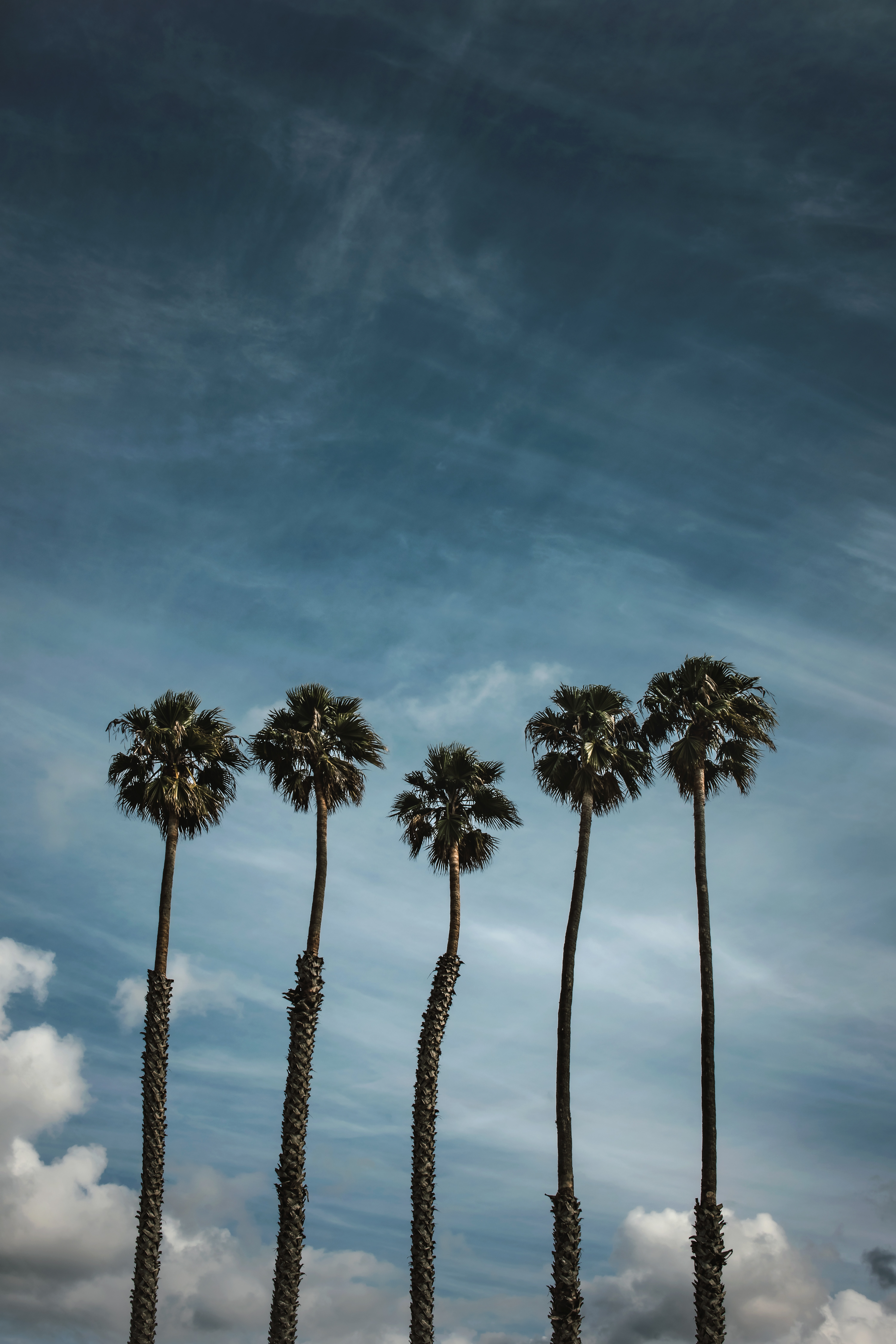 sky, nature, trees, clouds, palms, tropics Desktop home screen Wallpaper