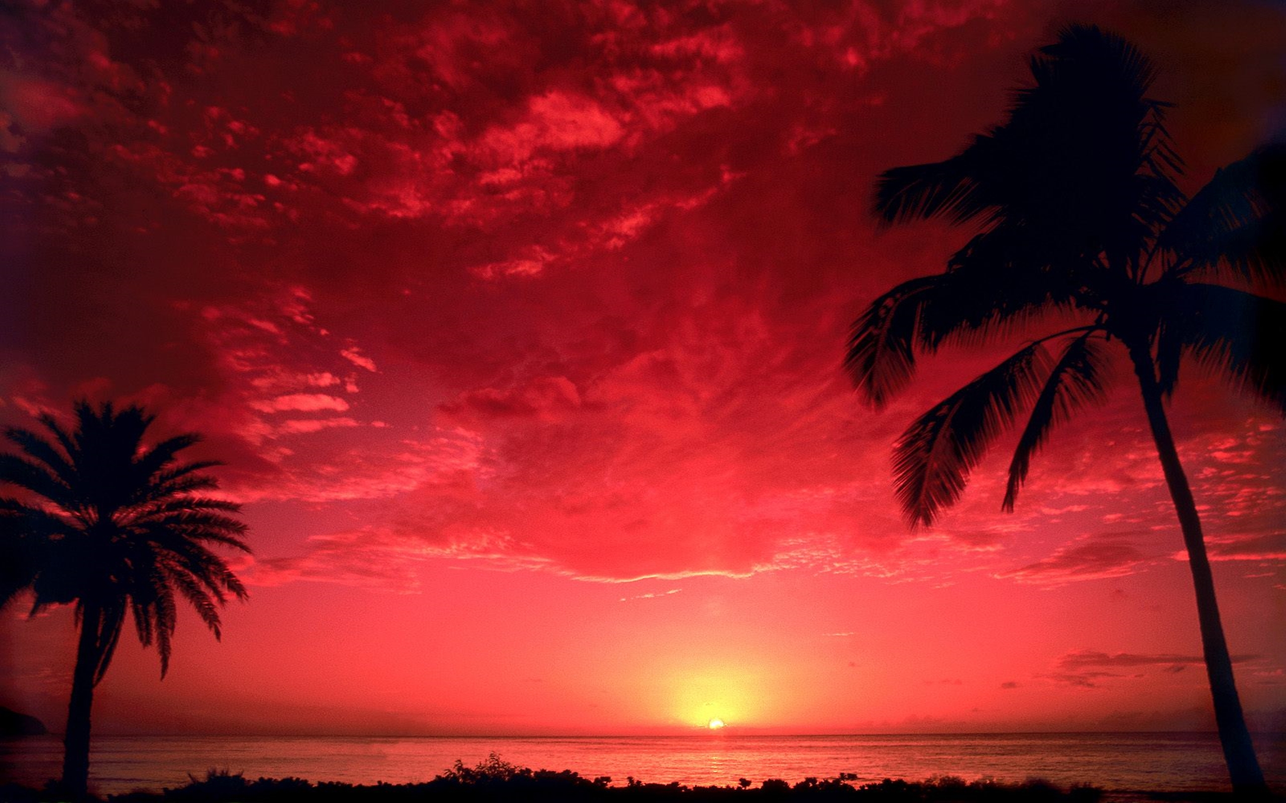 Laden Sie das Horizont, Silhouette, Palme, Tropisch, Sonnenuntergang, Erde/natur, Südpazifik-Bild kostenlos auf Ihren PC-Desktop herunter
