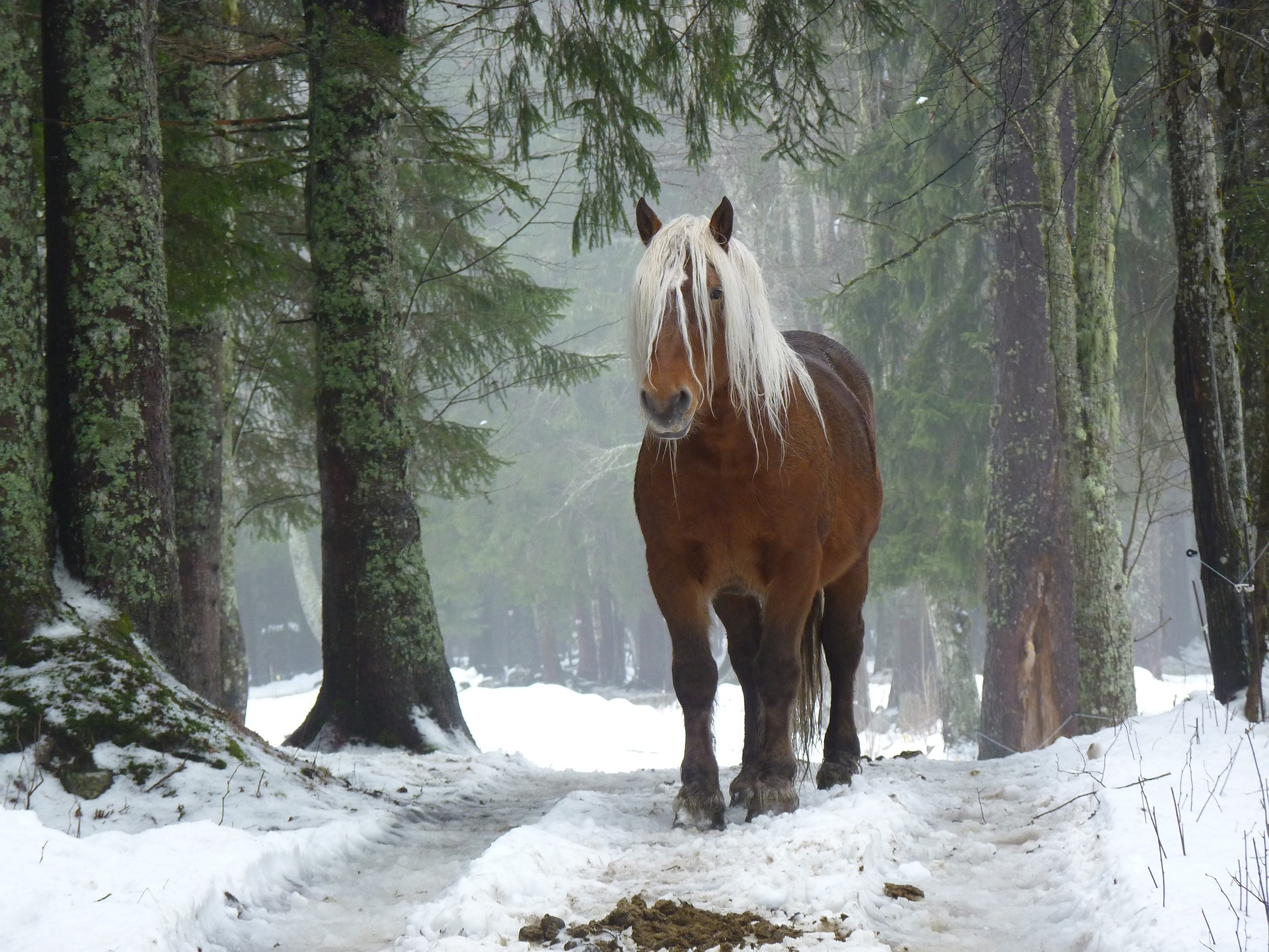 Handy-Wallpaper Tiere, Winter, Schnee, Hauspferd kostenlos herunterladen.