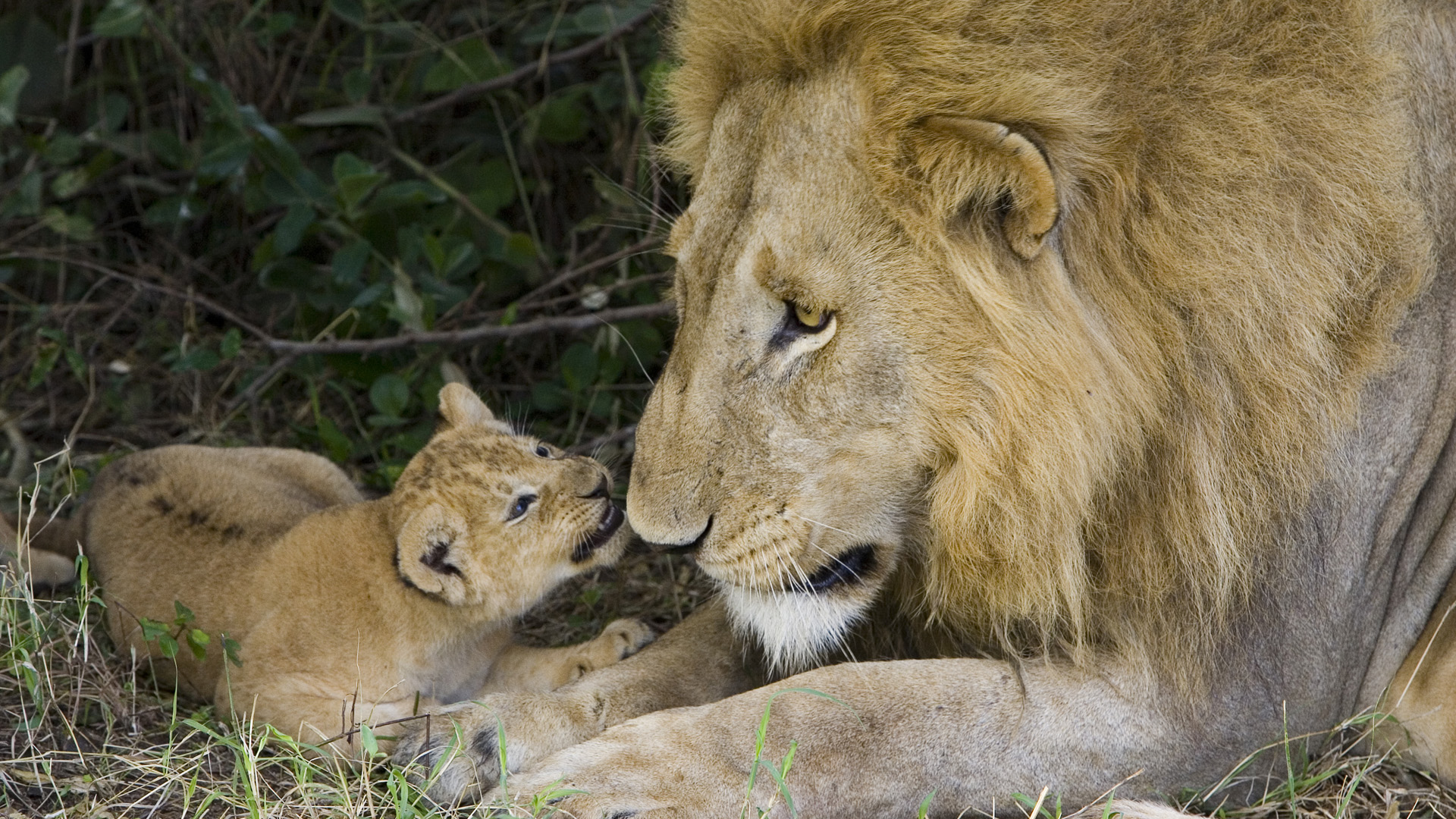 Free download wallpaper Lion, Cats, Animal on your PC desktop