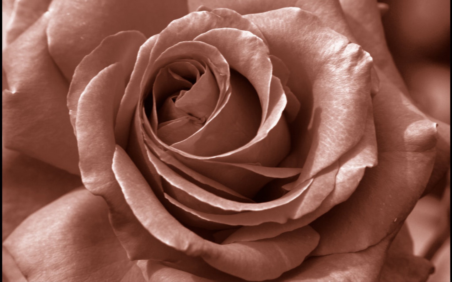 Laden Sie das Blume, Rose, Erde, Erde/natur, Pinke Rose-Bild kostenlos auf Ihren PC-Desktop herunter