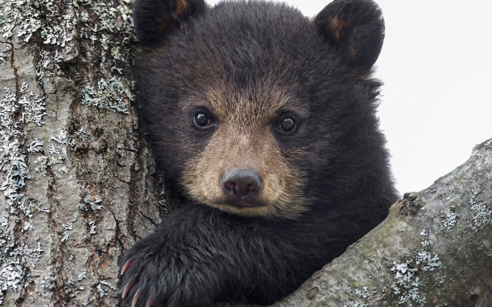 Handy-Wallpaper Bären, Bär, Jungtier, Gesicht, Tiere, Süß kostenlos herunterladen.