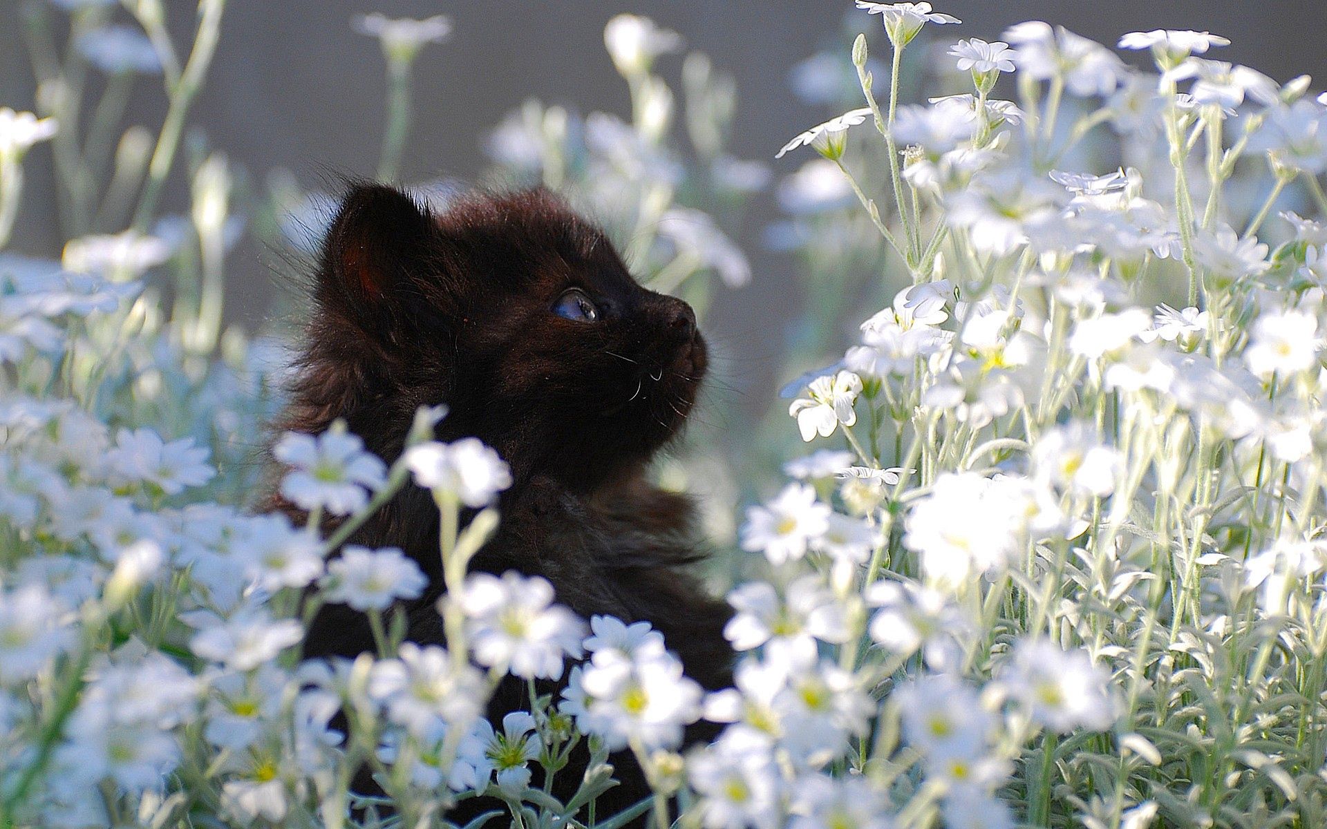 kitten, kitty, animals, flowers, grass, fur HD wallpaper