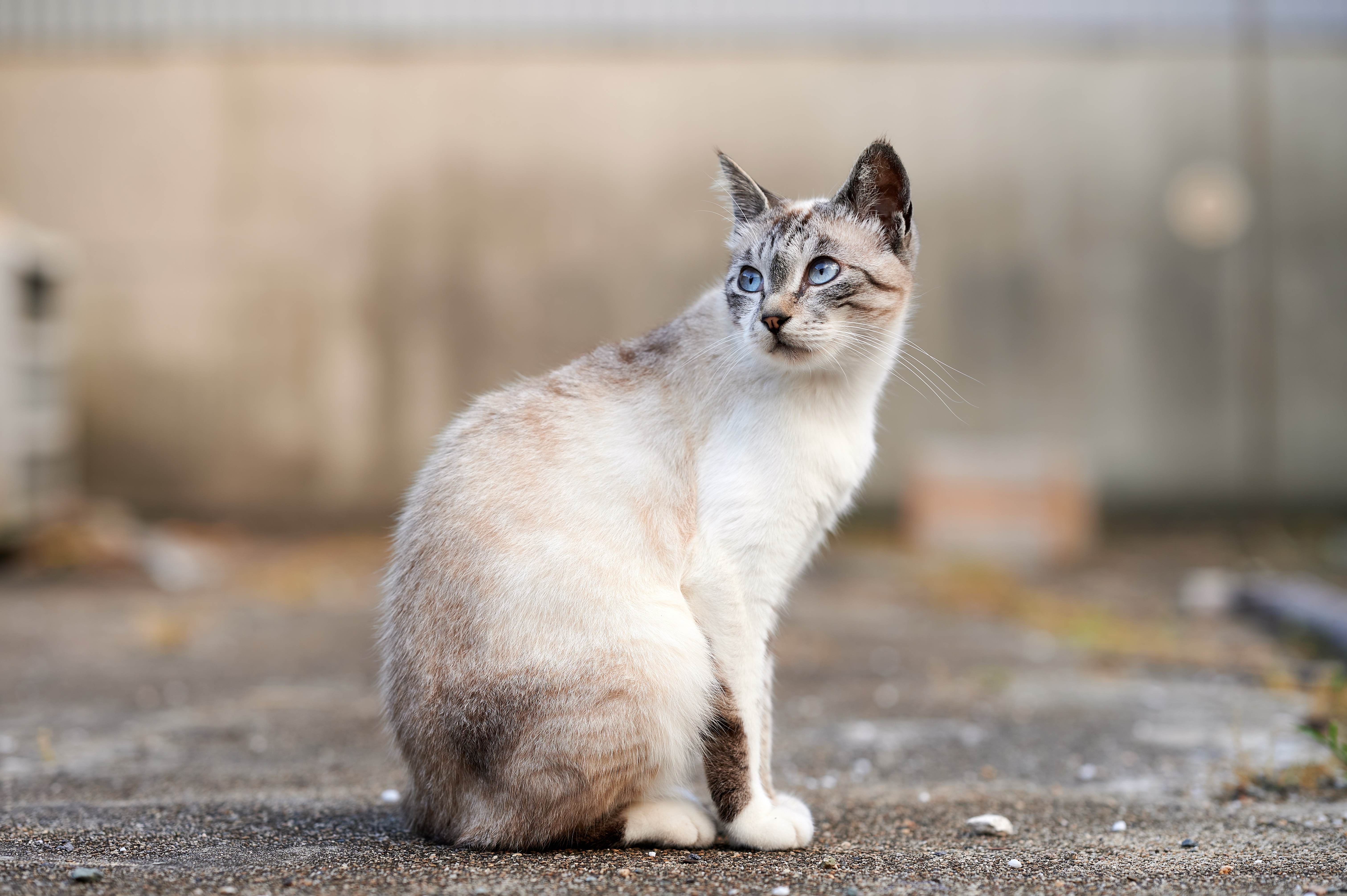 Download mobile wallpaper Cats, Cat, Animal, Depth Of Field for free.