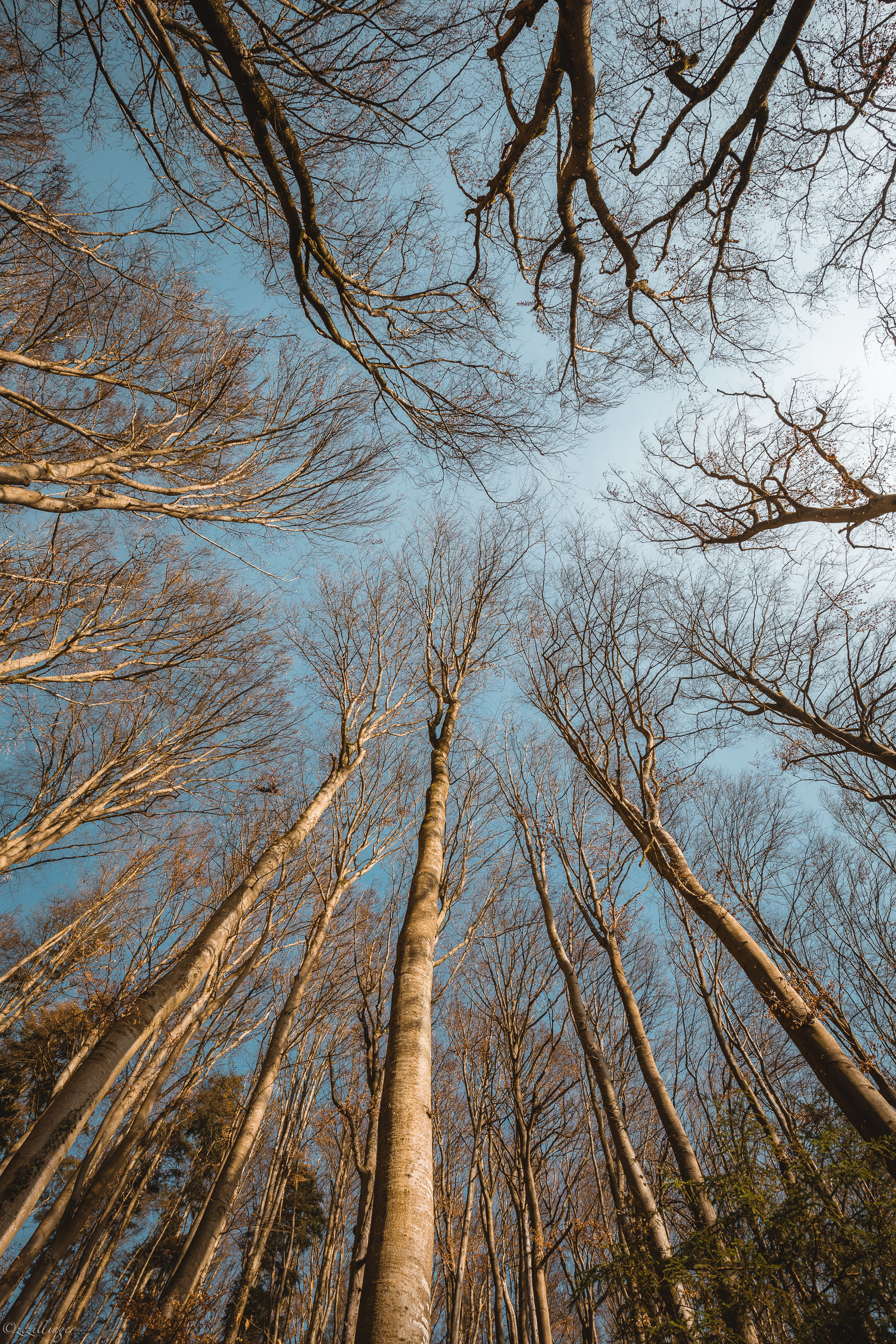 Free download wallpaper Nature, Trees, Sky, Branches, Bottom View on your PC desktop