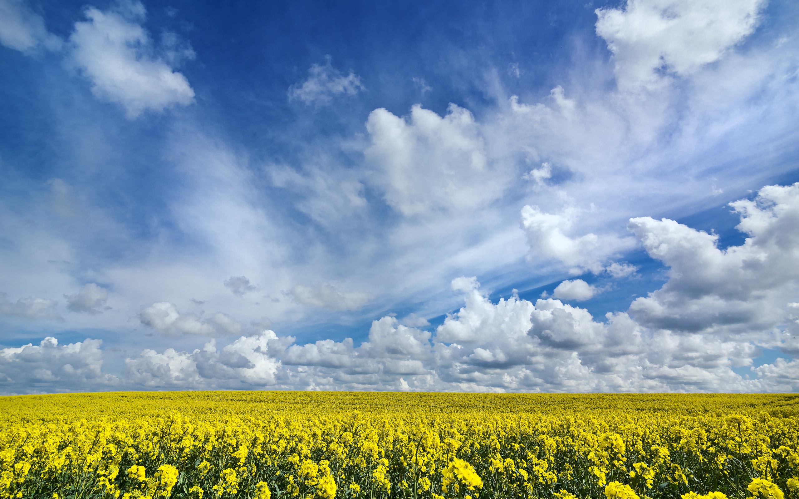 Download mobile wallpaper Nature, Sky, Summer, Earth, Field, Cloud, Yellow Flower, Rapeseed for free.