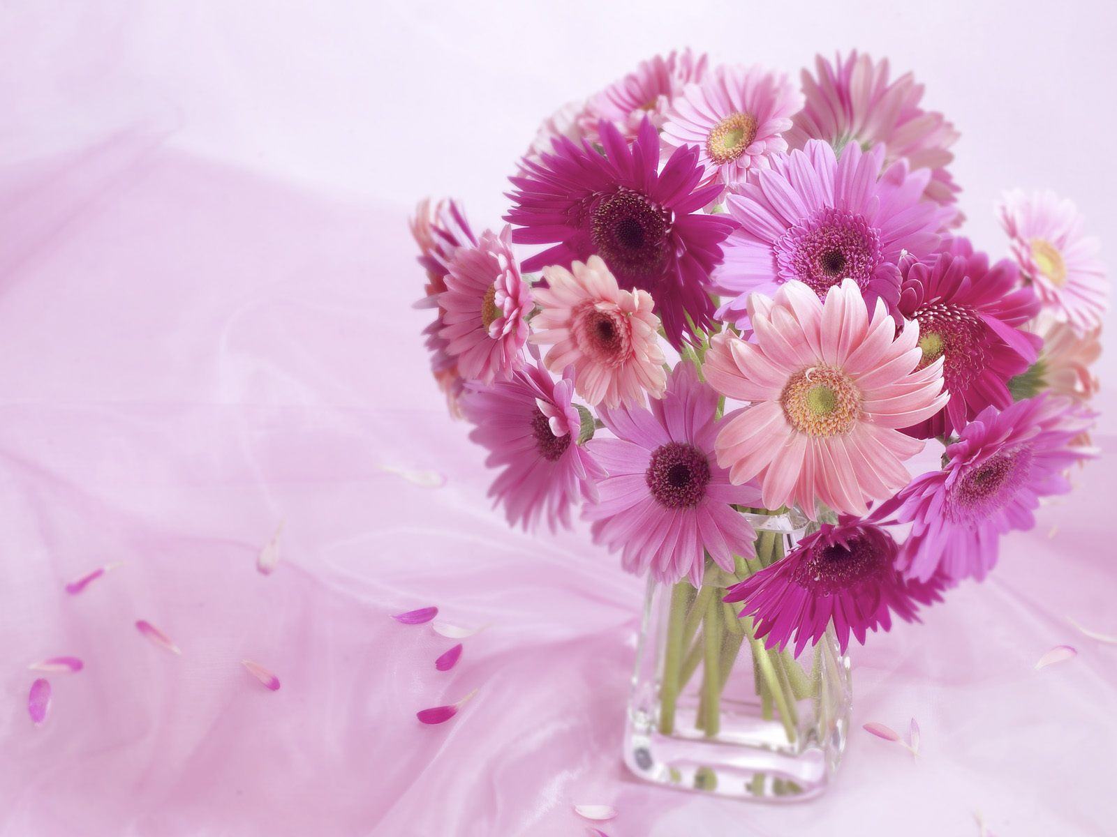 Téléchargez gratuitement l'image Fleur, Verre, Vase, Gerbera, Fleur Mauve, Construction Humaine, Fleur Rose sur le bureau de votre PC