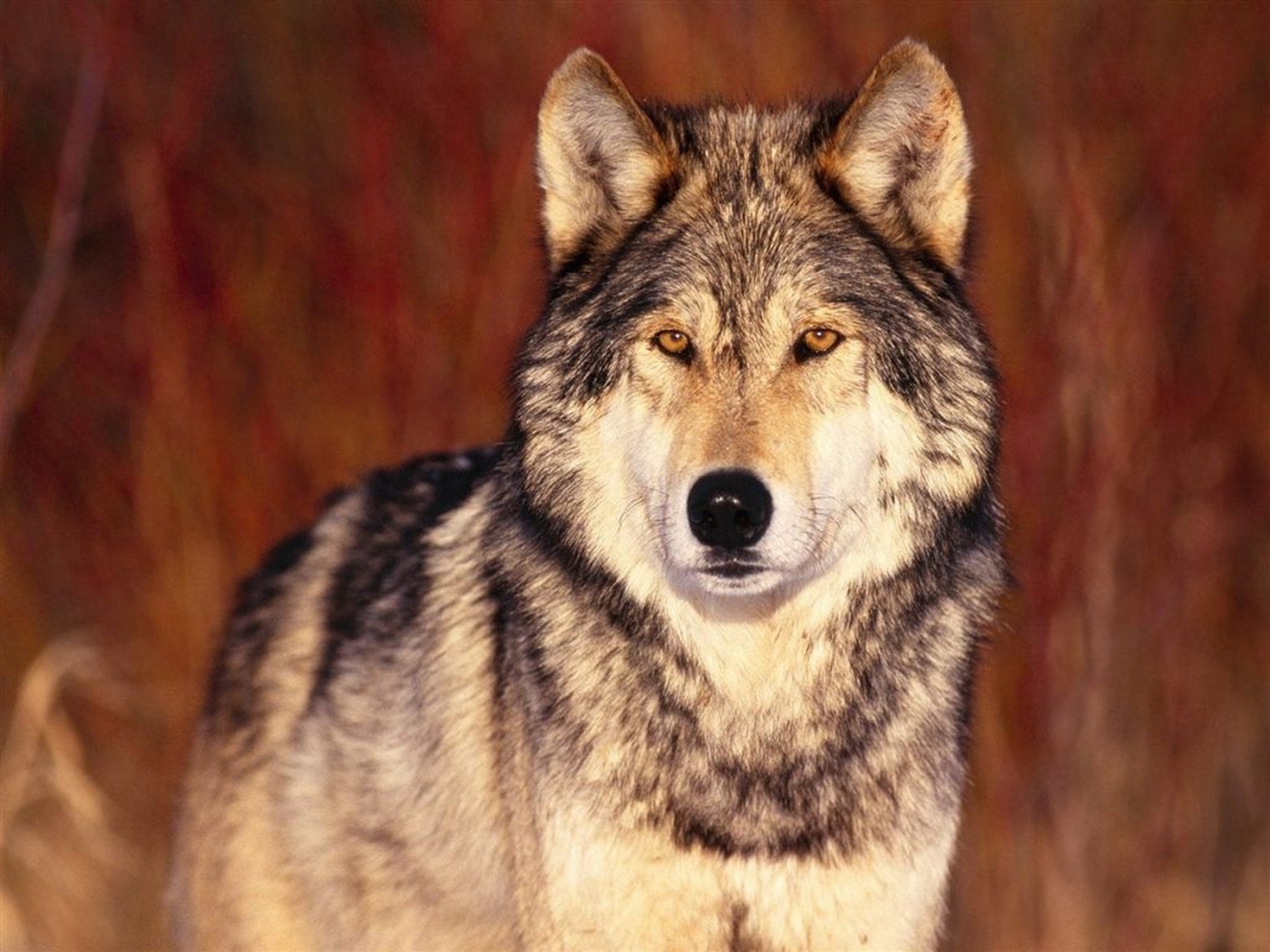 Free download wallpaper Animals, Wolfs on your PC desktop