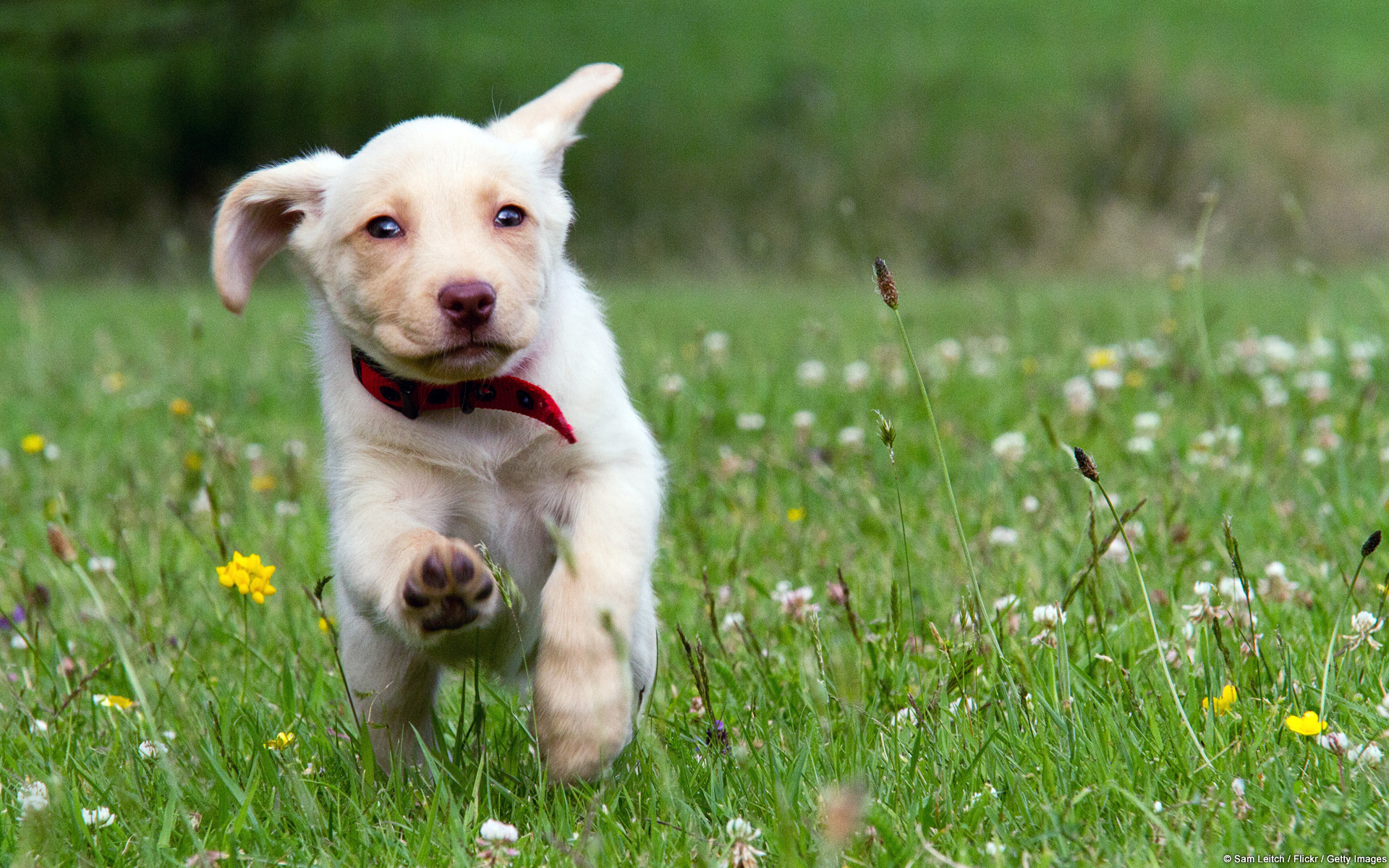 Téléchargez gratuitement l'image Animaux, Chiens, Chien sur le bureau de votre PC