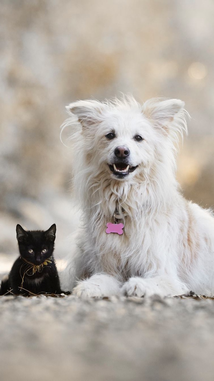 Baixar papel de parede para celular de Animais, Gato, Gatinho, Cão, Animal Bebê, Gato & Cão, Profundidade De Campo gratuito.