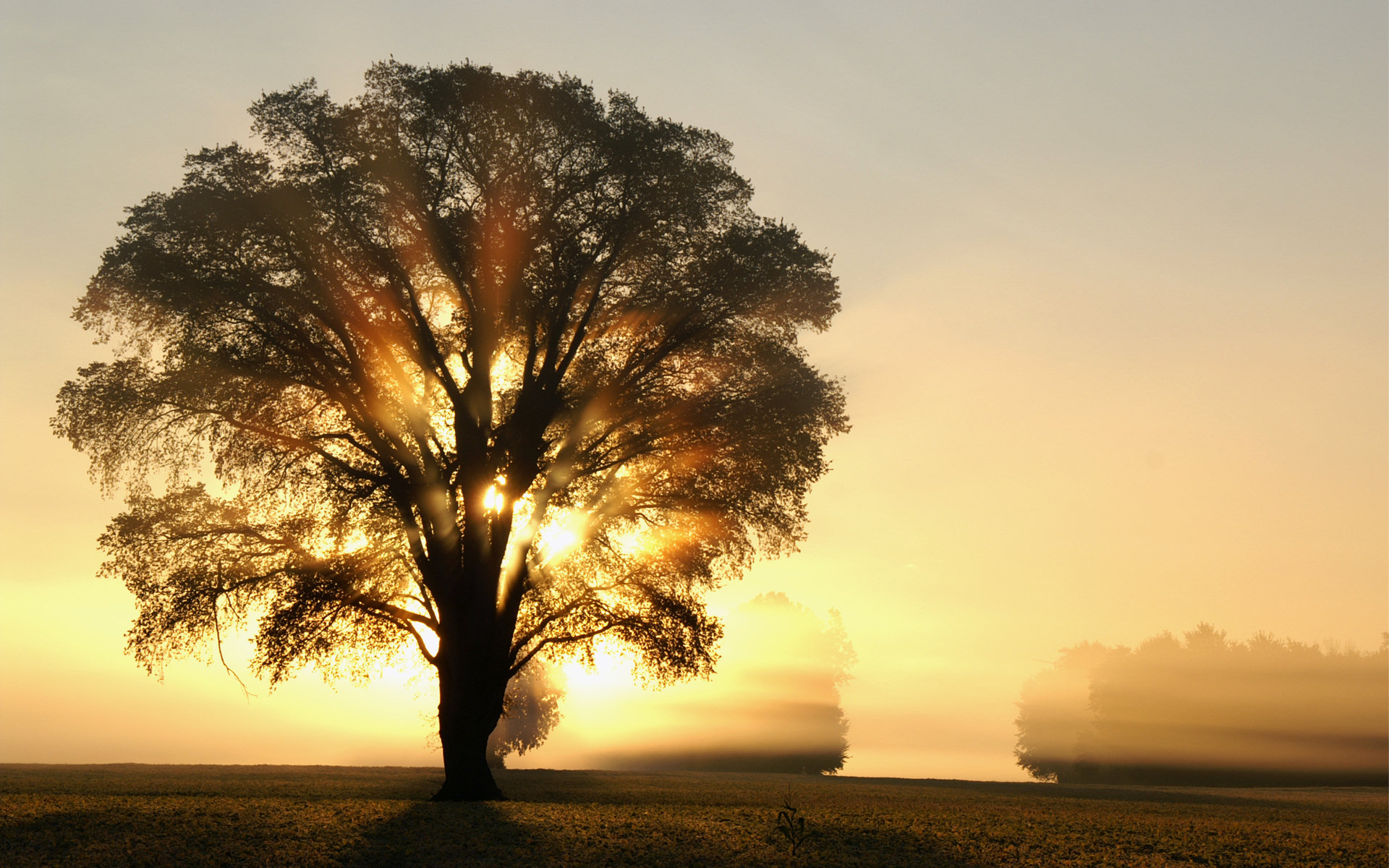 Free download wallpaper Tree, Earth on your PC desktop