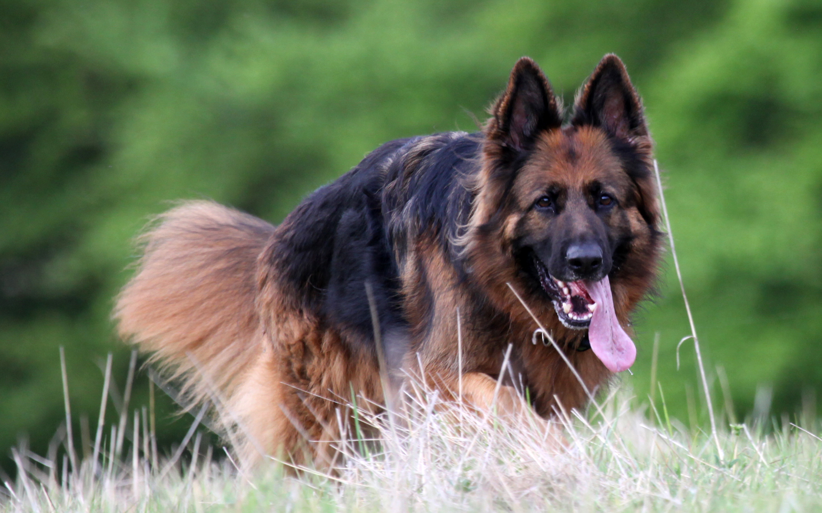 311706 descargar imagen animales, pastor alemán, perros: fondos de pantalla y protectores de pantalla gratis