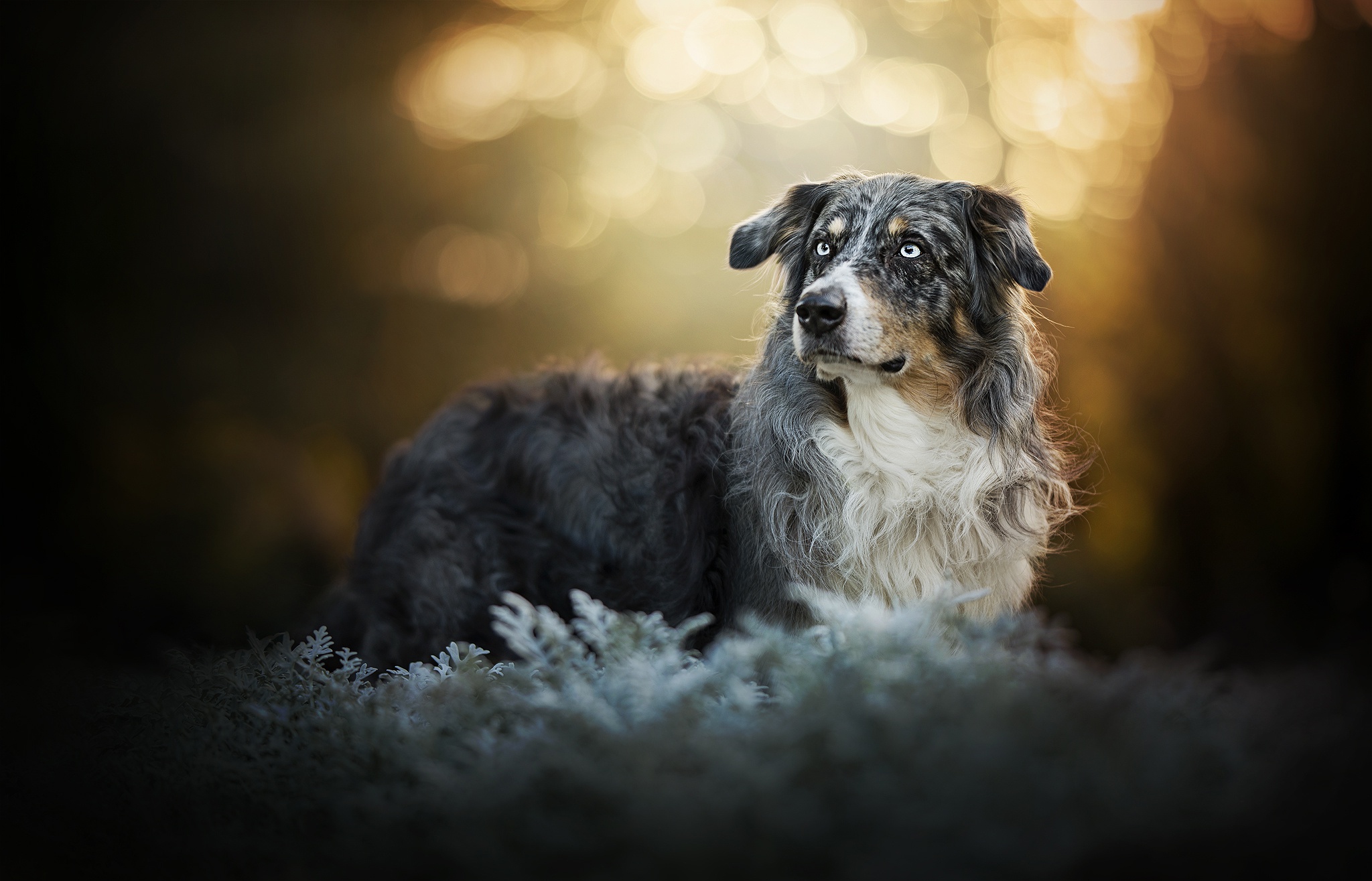 Download mobile wallpaper Dogs, Dog, Animal, Australian Shepherd, Depth Of Field for free.