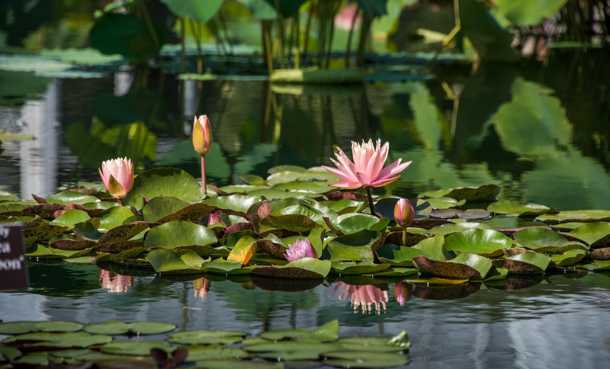 Free download wallpaper Flowers, Water, Reflection, Pond, Leaves, Water Lilies on your PC desktop