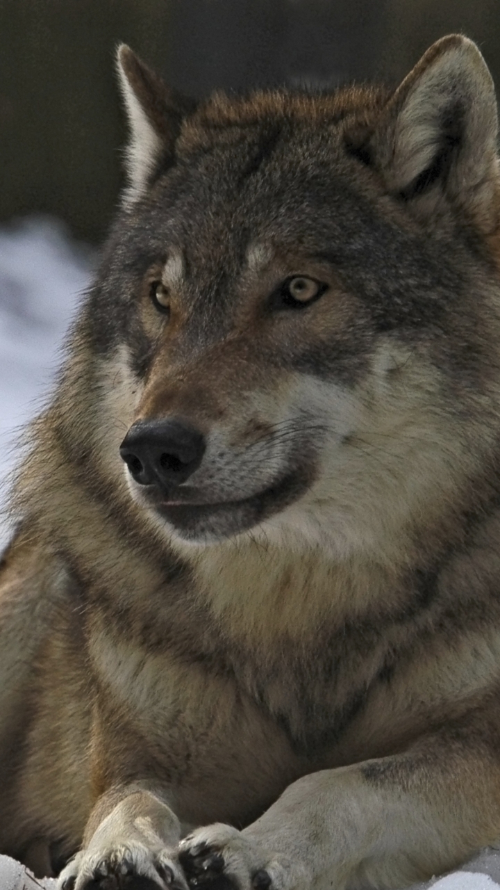 Descarga gratuita de fondo de pantalla para móvil de Animales, Nieve, Lobo, Lobo Gris, Wolves.