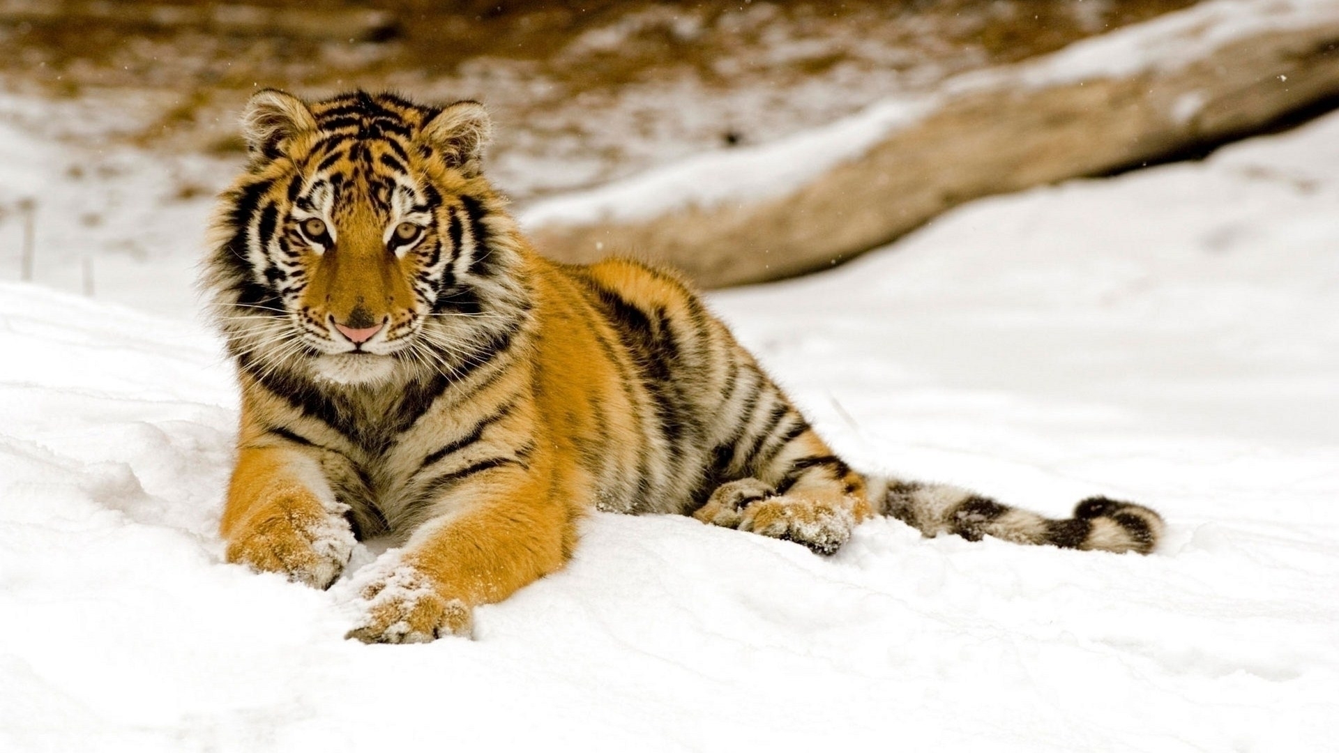 winter, tiger, snow, animal, cats