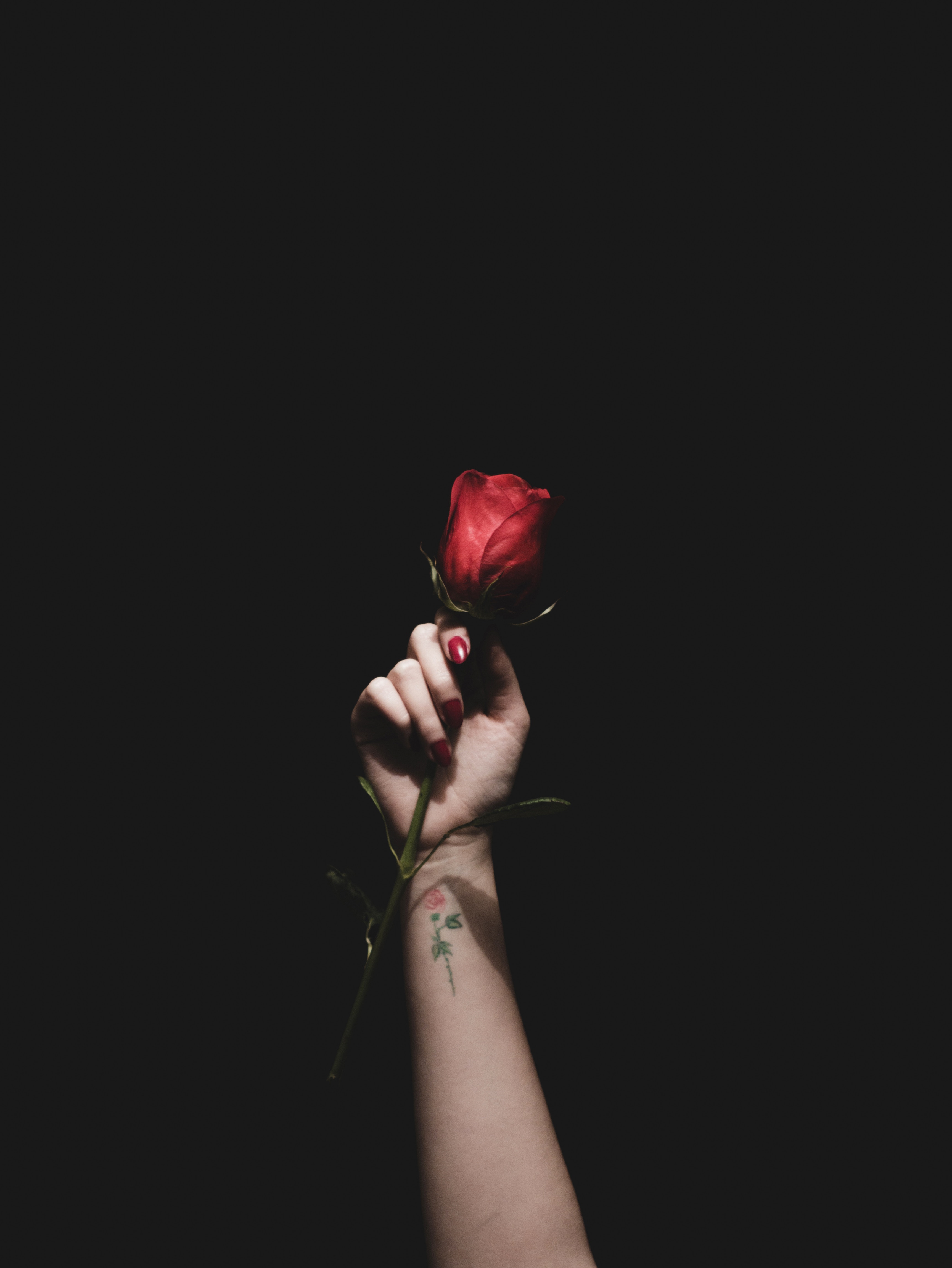 rose flower, red, tattoo, flowers, hand, rose phone background
