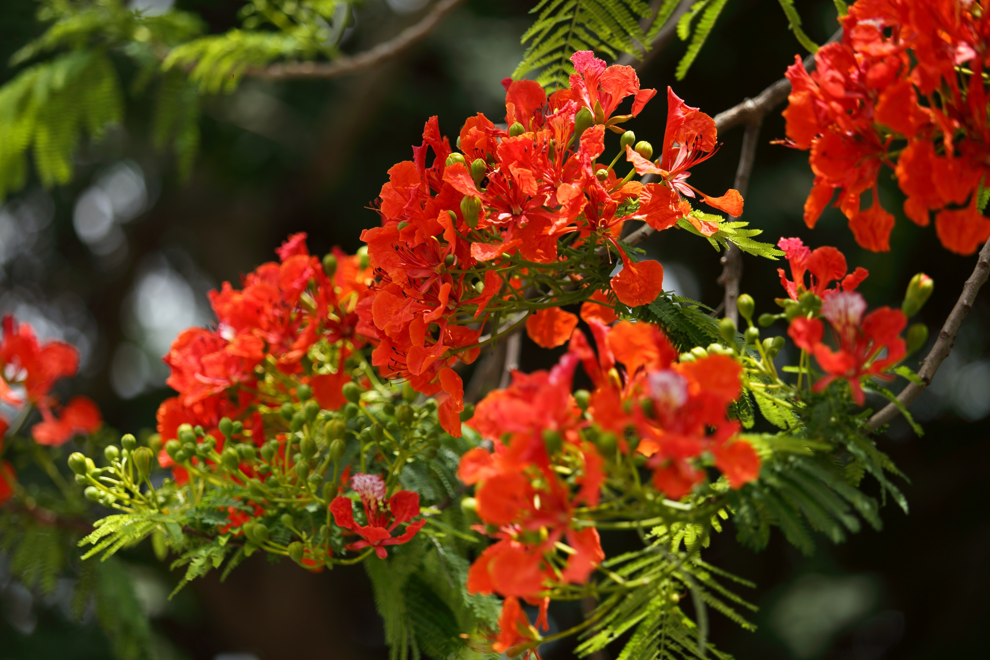 Descarga gratuita de fondo de pantalla para móvil de Flor, Florecer, Rama, Tierra/naturaleza.