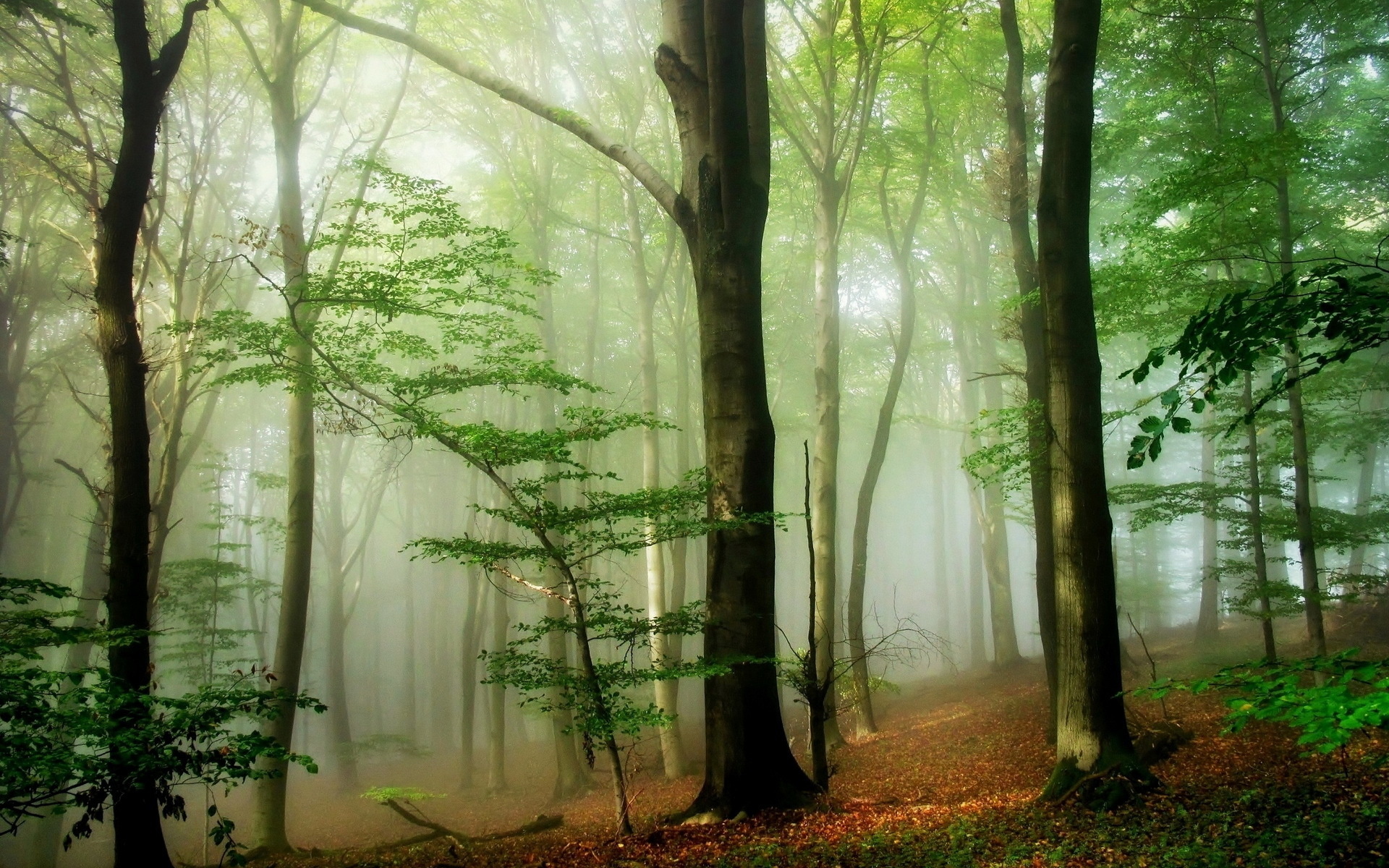 Free download wallpaper Forest, Earth on your PC desktop