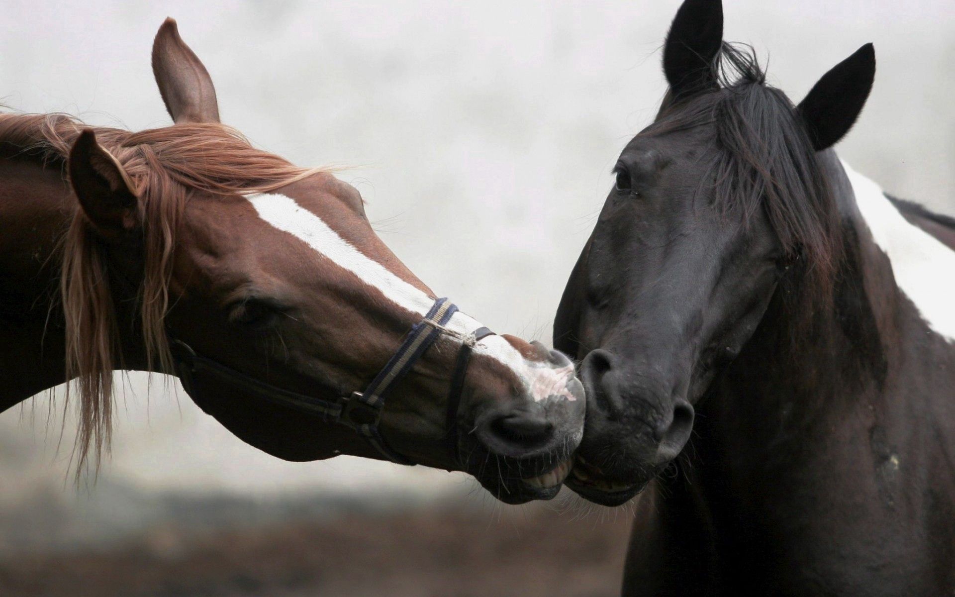 98359 скачать картинку лошади, разные, животные, пара, поцелуй, расцветка - обои и заставки бесплатно