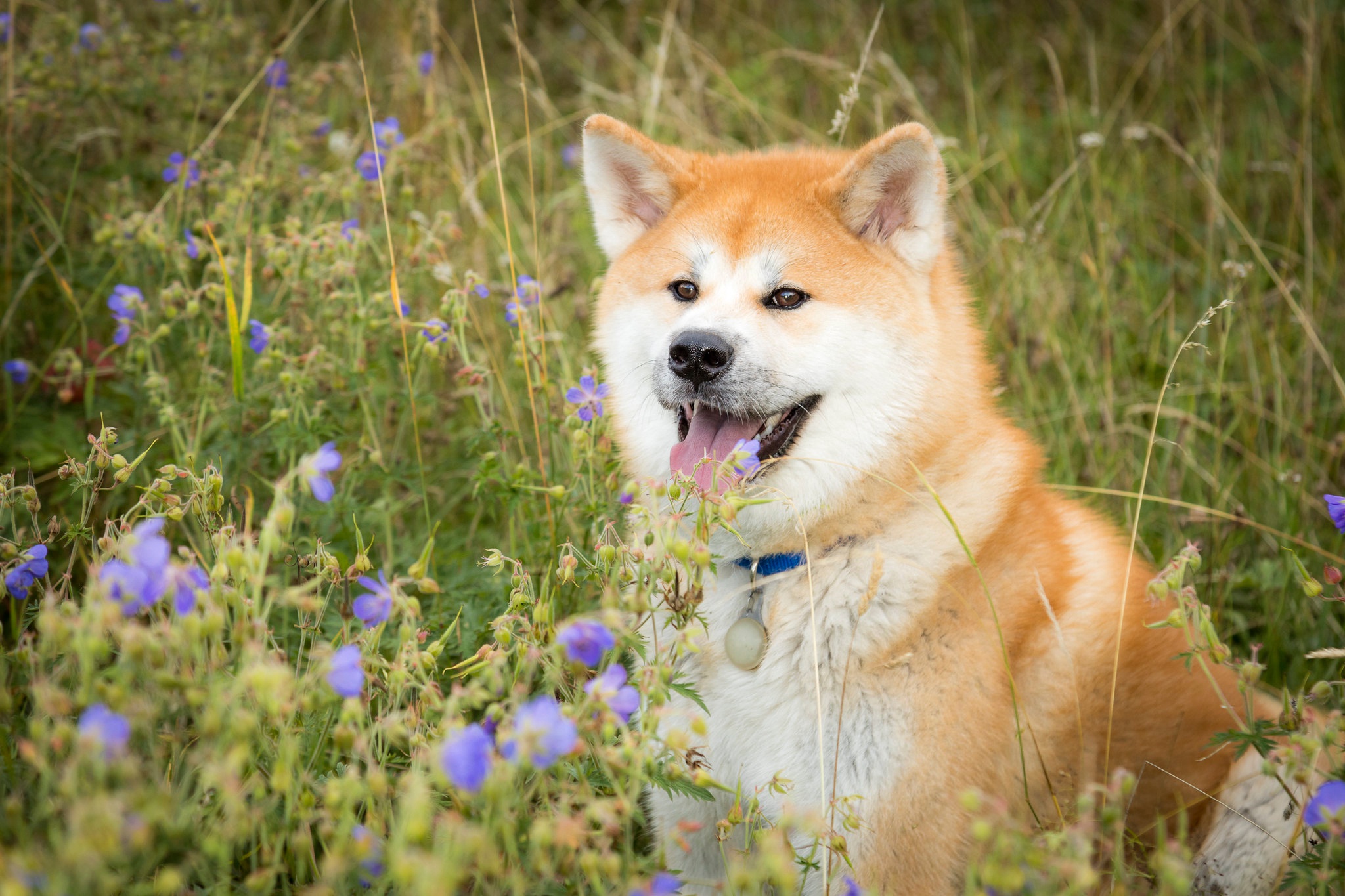 Download mobile wallpaper Dogs, Flower, Dog, Animal, Akita for free.