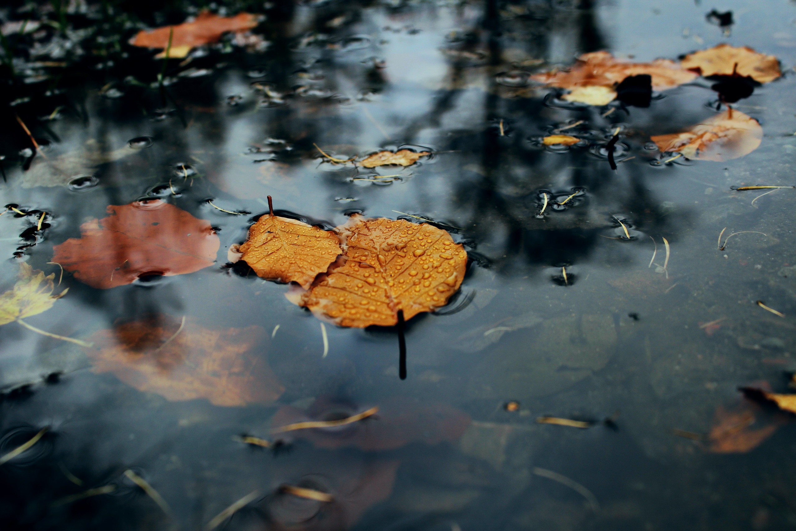 Baixe gratuitamente a imagem Natureza, Água, Outono, Folha, Terra/natureza na área de trabalho do seu PC