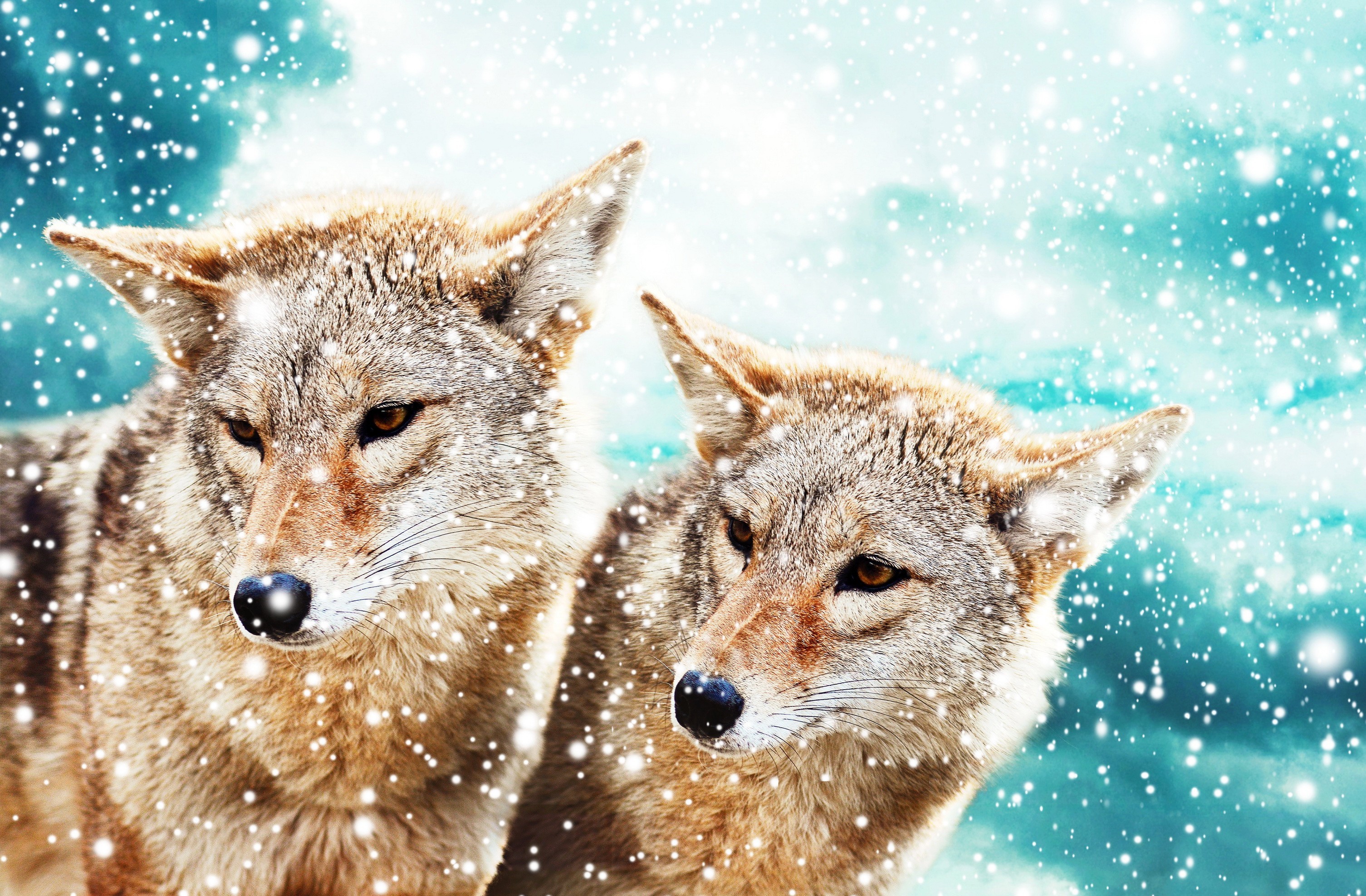 Download mobile wallpaper Wolves, Wolf, Snow, Animal for free.