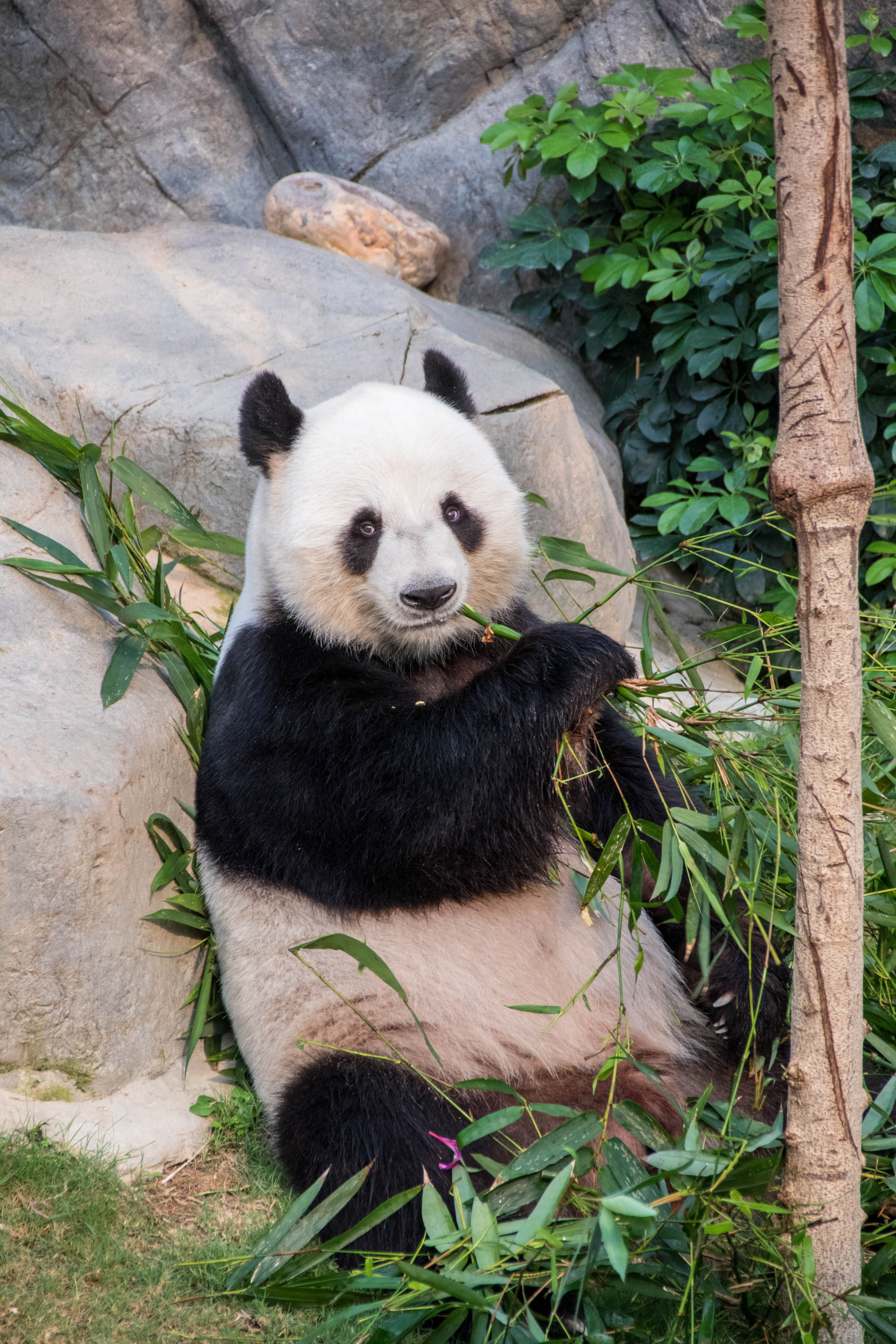 101664 скачать обои панда, животное, животные, ветки, бамбук - заставки и картинки бесплатно