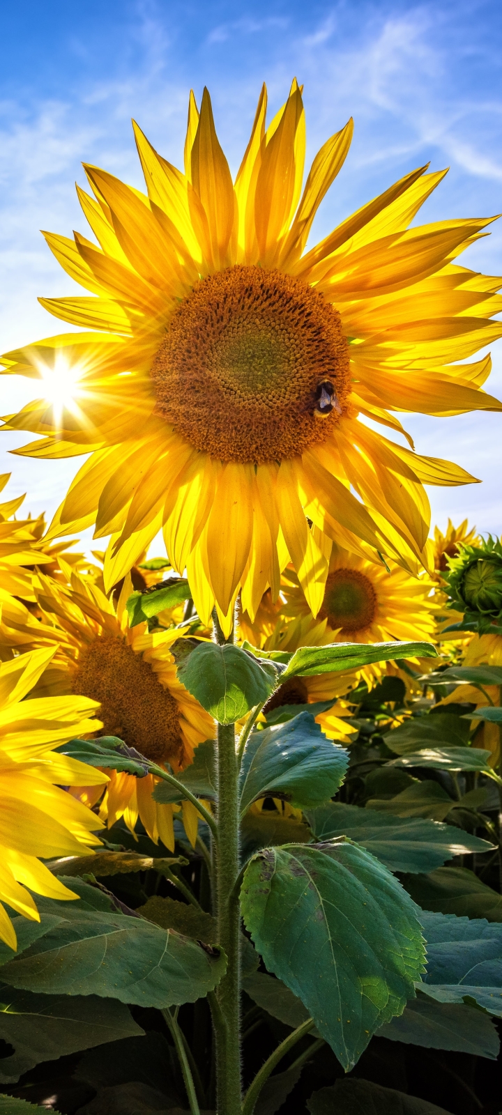 Download mobile wallpaper Nature, Flowers, Summer, Flower, Earth, Sunflower, Yellow Flower for free.